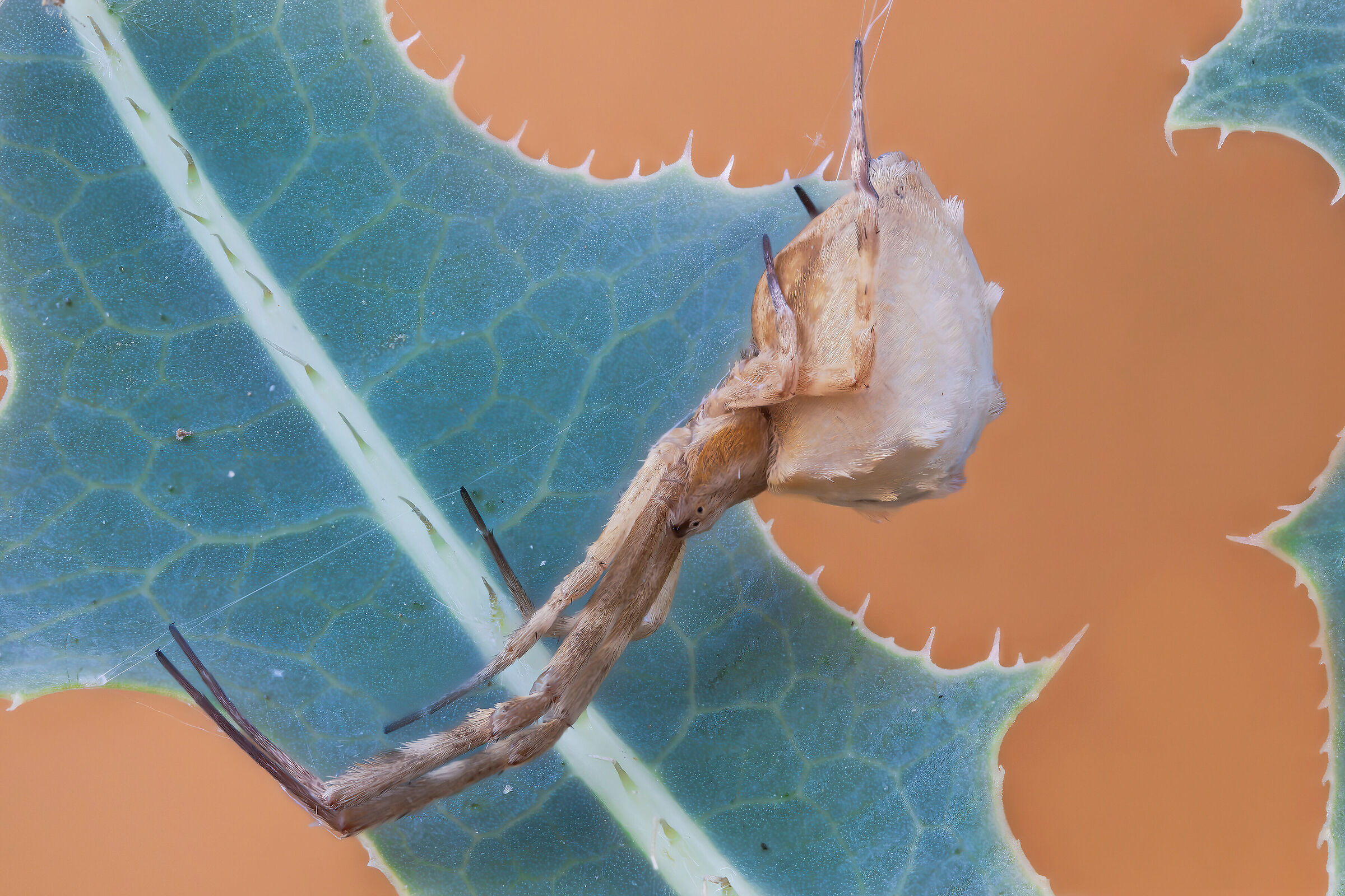 Uloborus walkenaerius