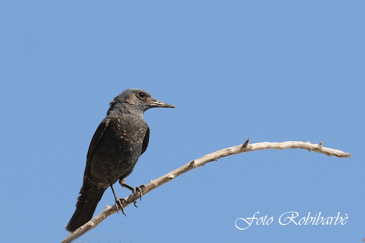 Passero solitario.......