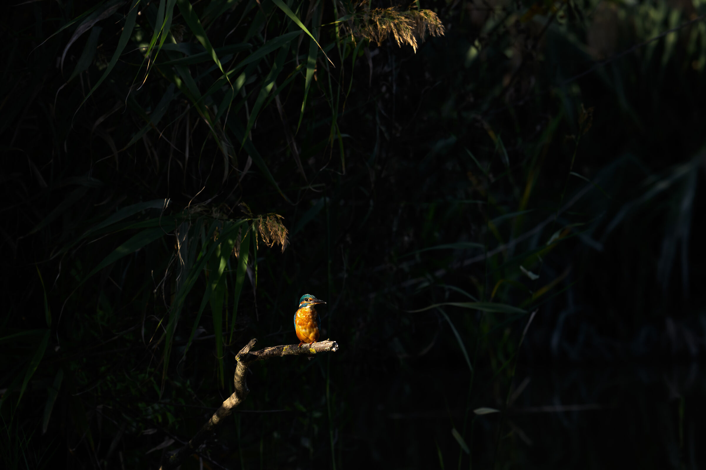 Alcedo al sole