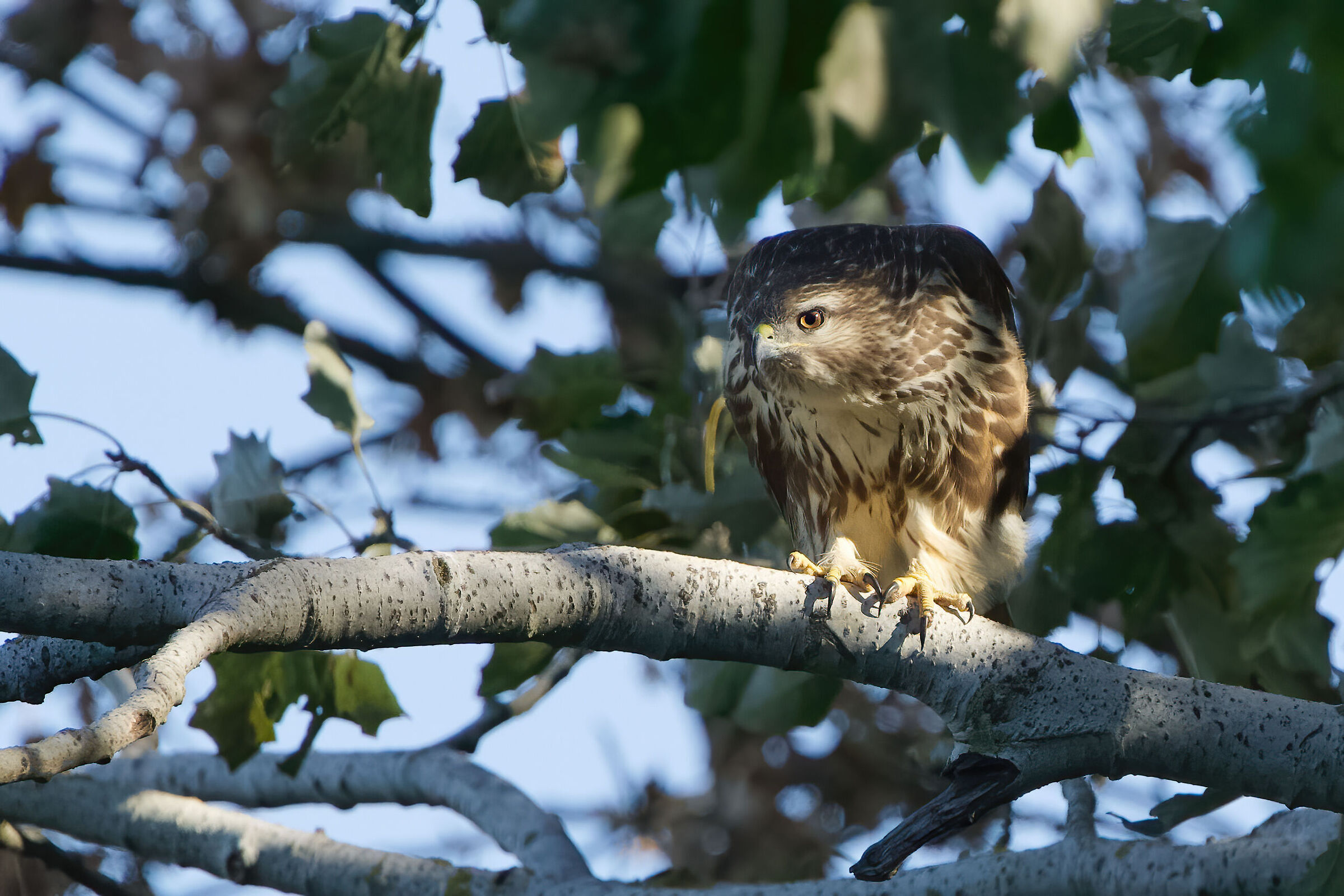 Poiana (Buteo buteo)