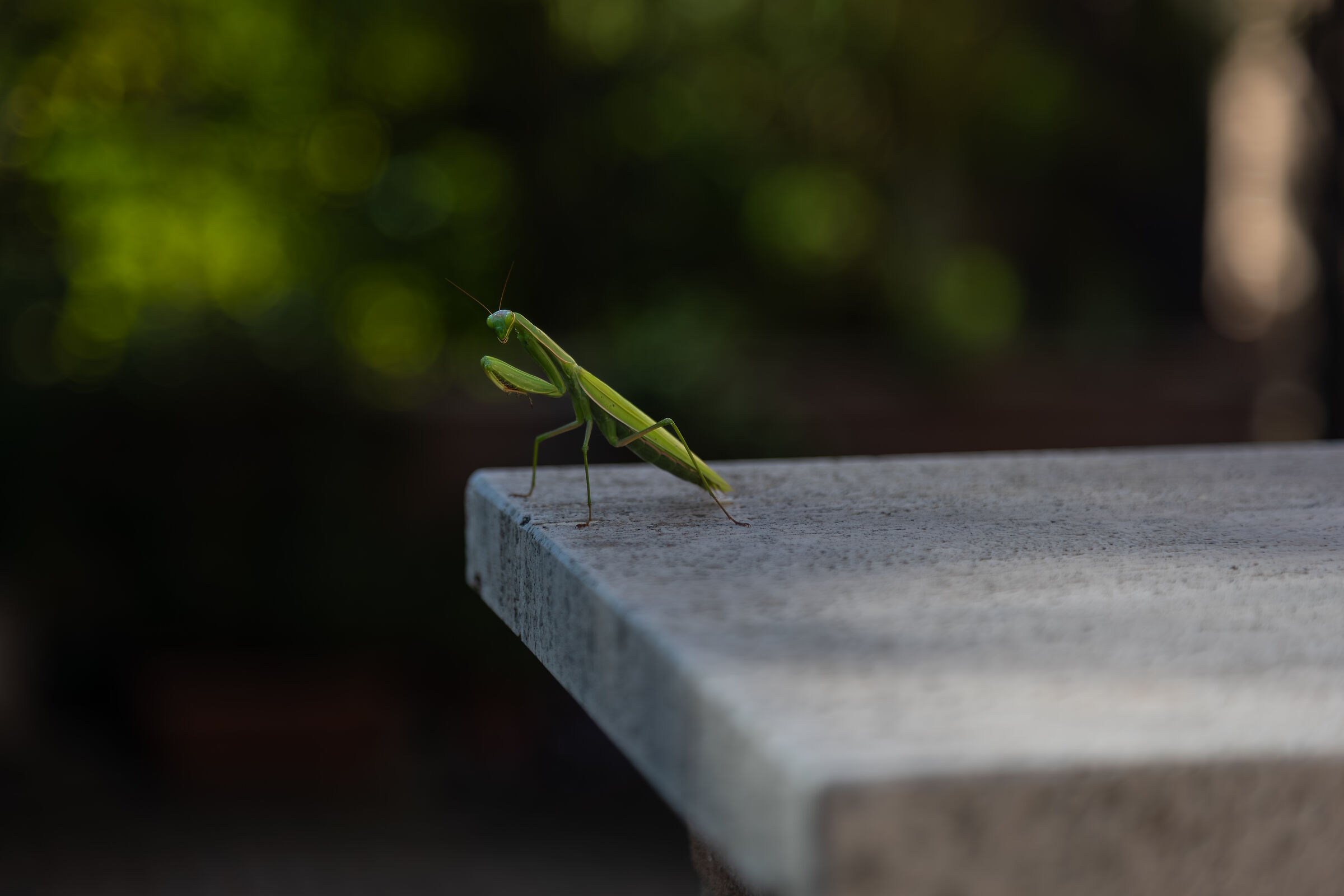 Praying mantis