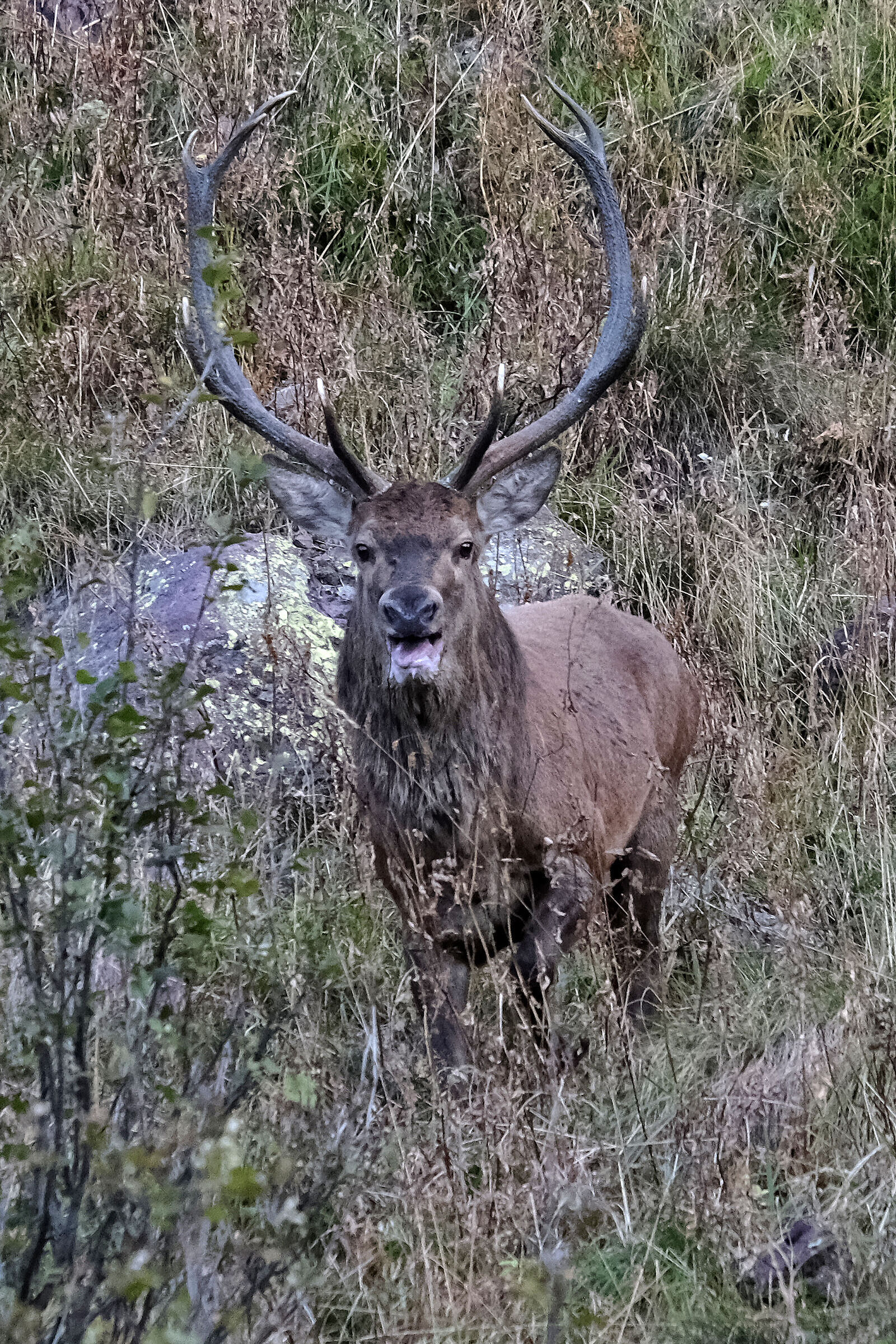 Cervo vs fotografo...