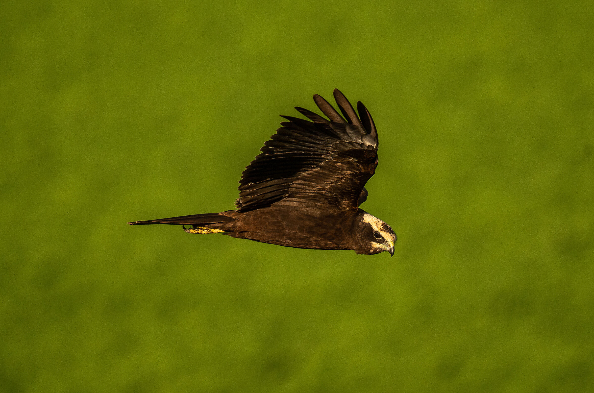 Marsh Harrier