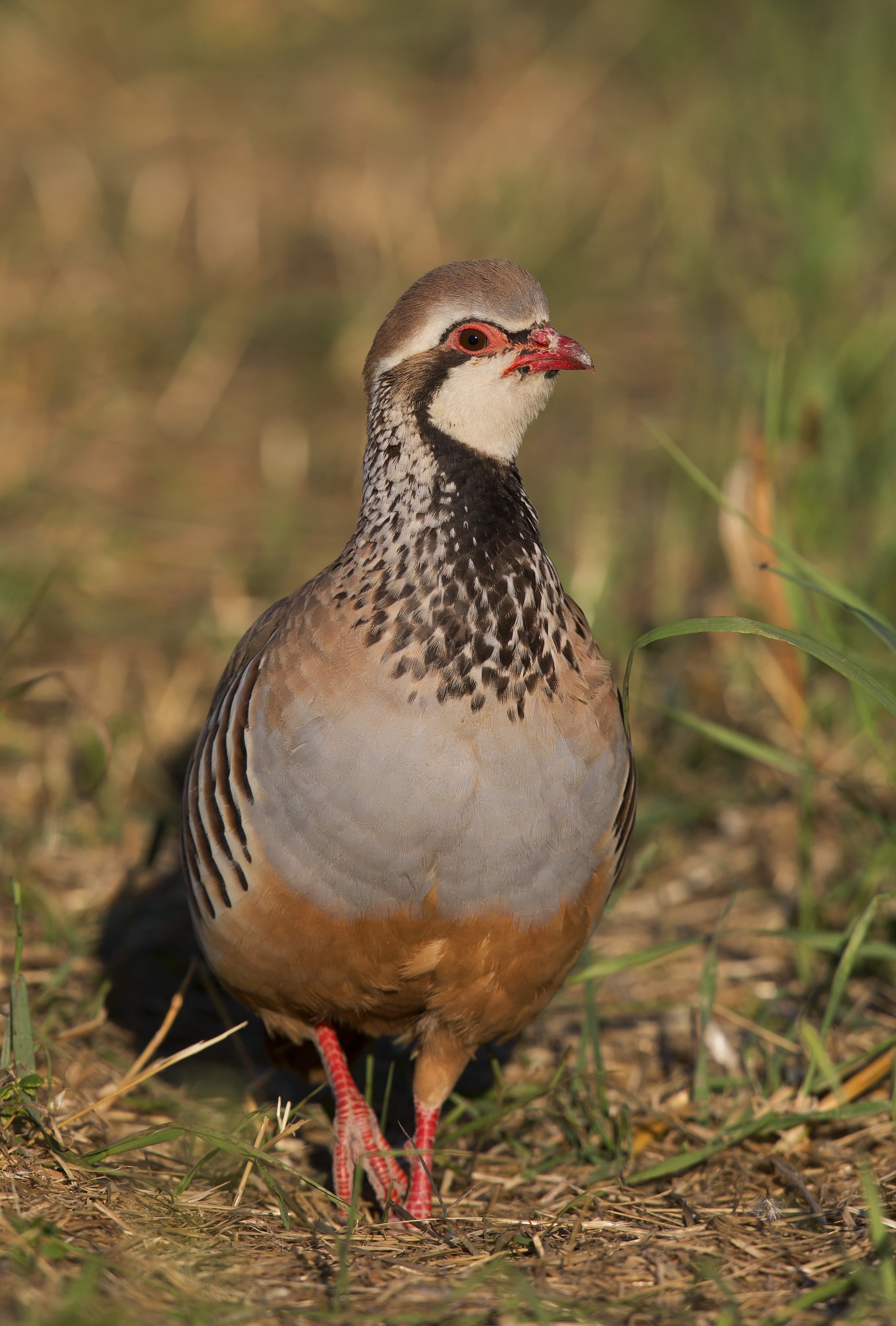 red-legged partridge