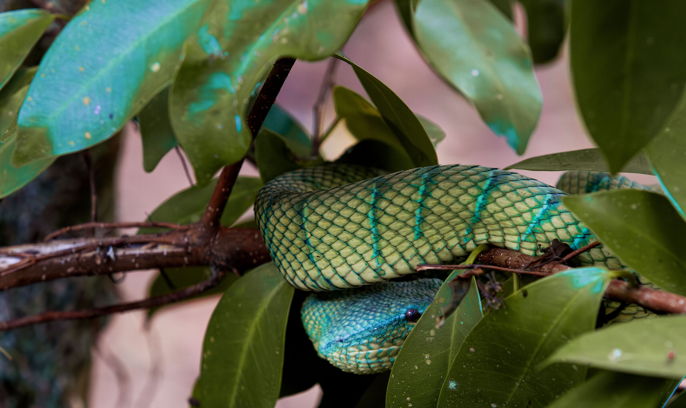 Borneo keeled green viper