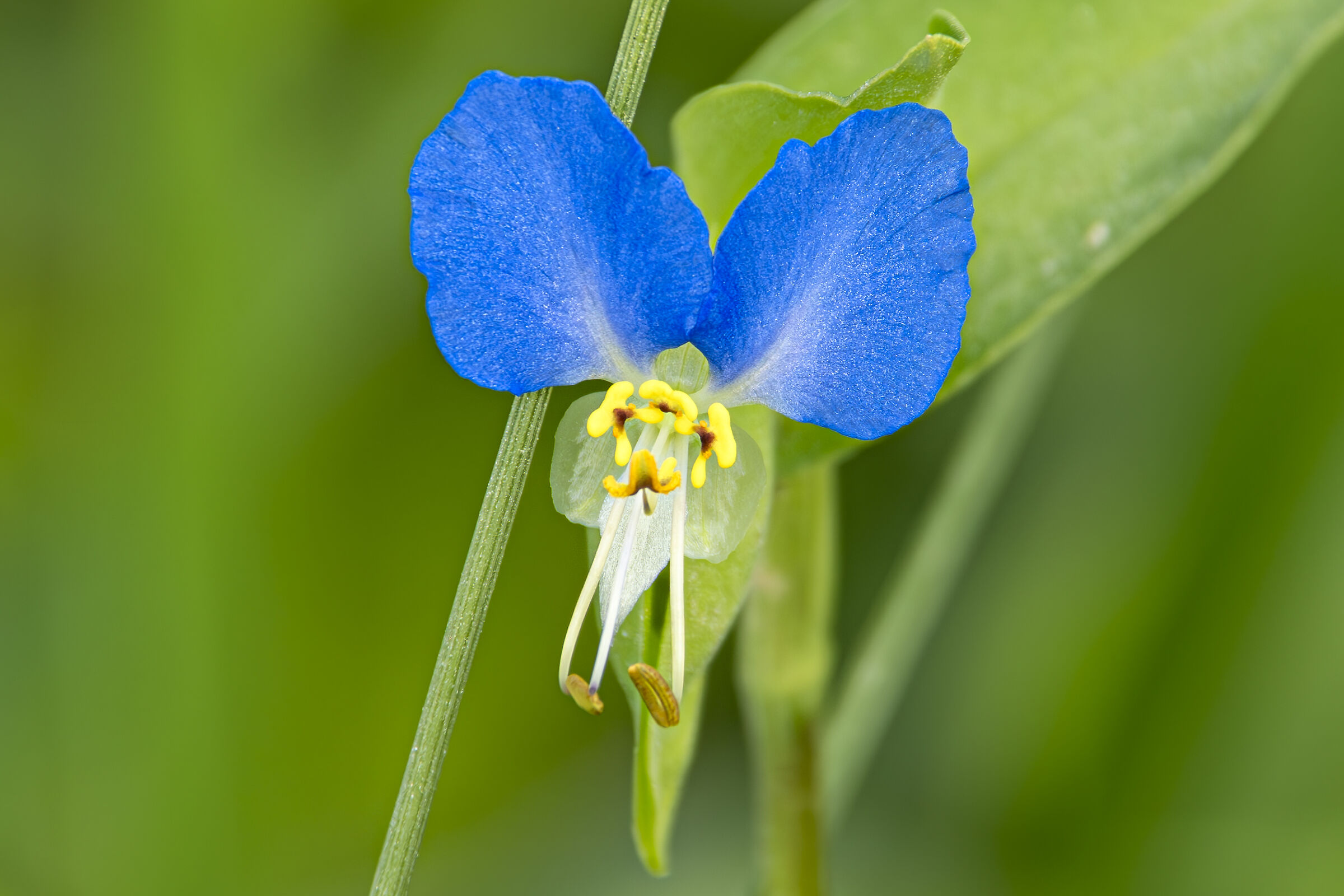 Erba miseria asiatica