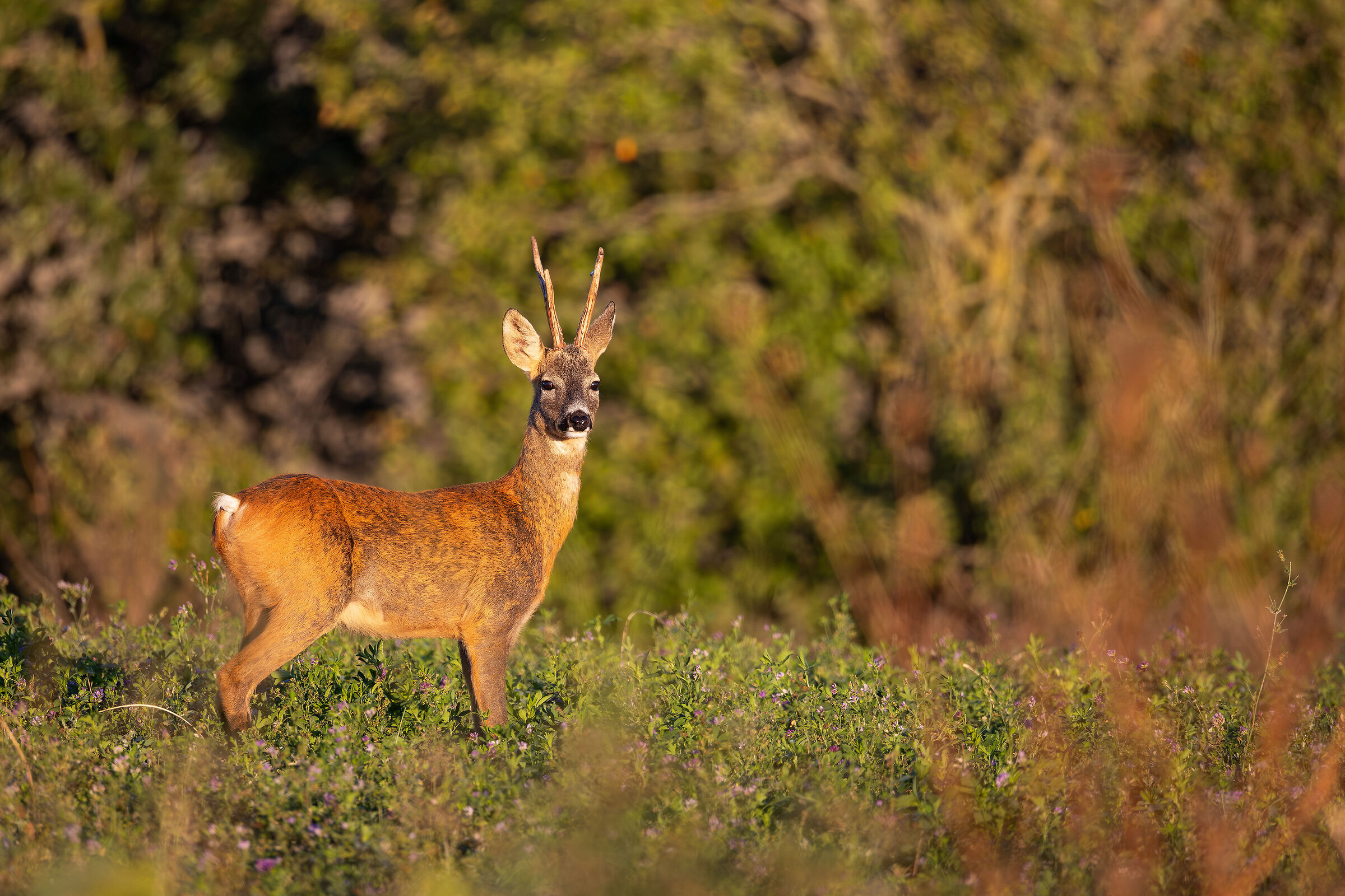 Roe deer