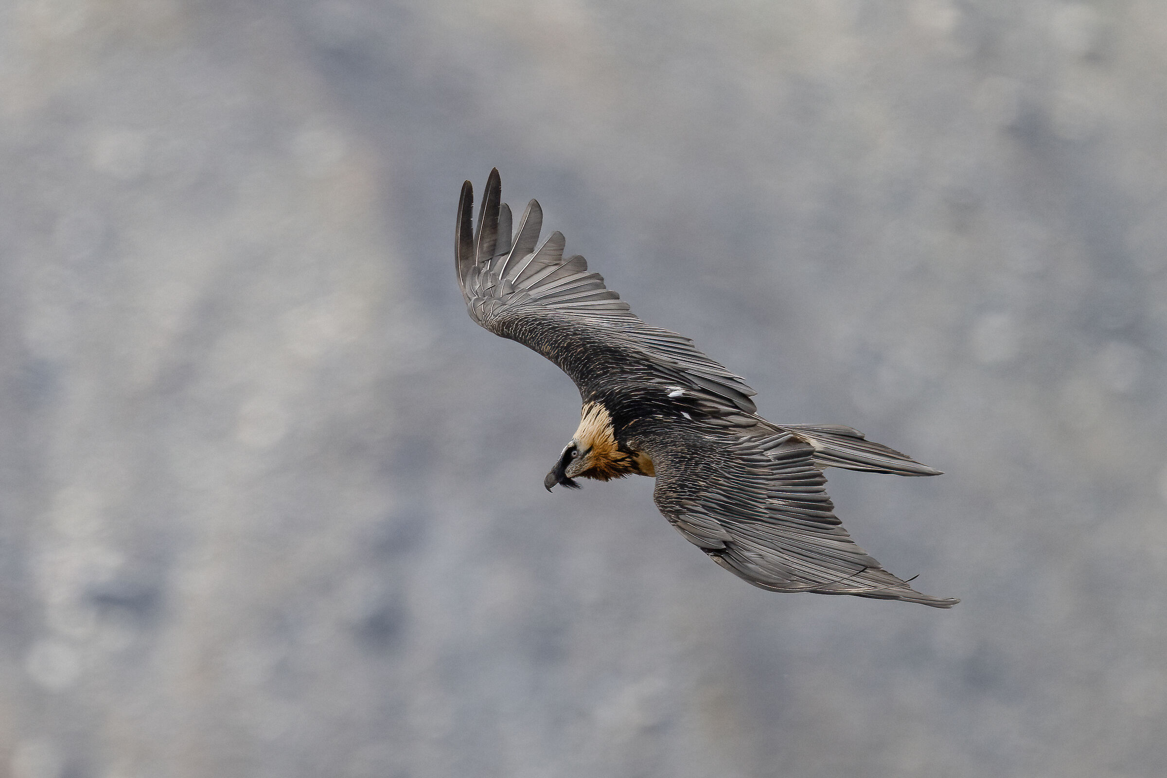 Gypaetus barbatus - Gran Paradiso National Park