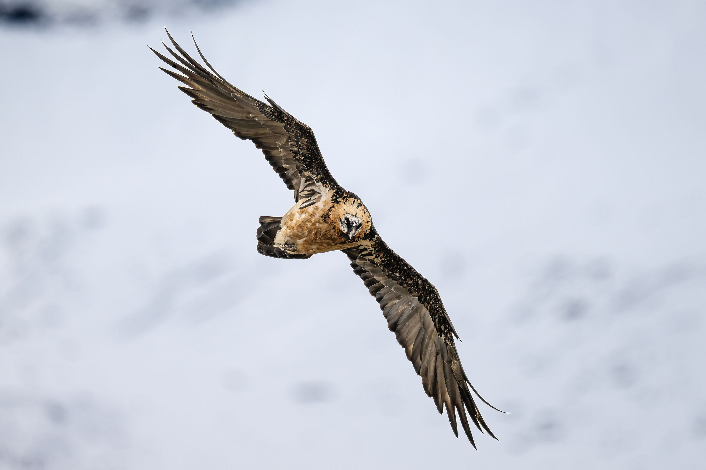 Gypaetus barbatus - Gran Paradiso National Park