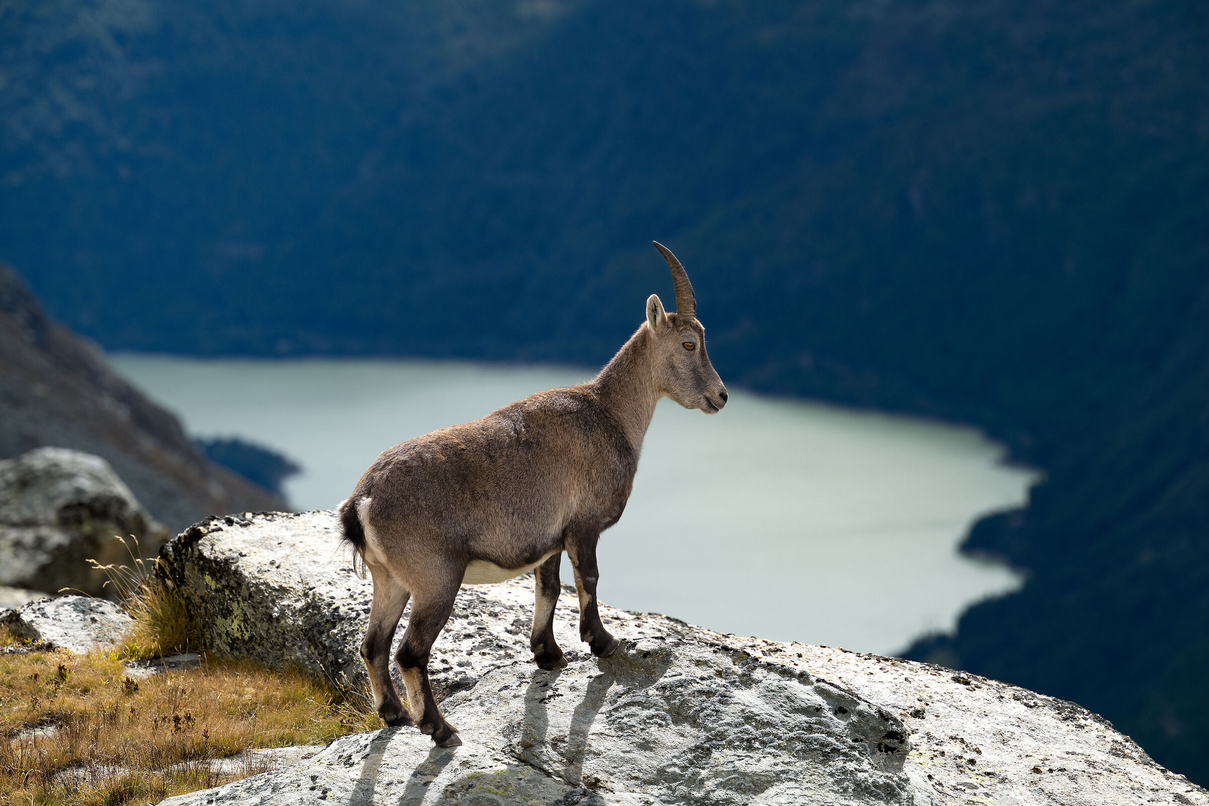 Stambecco - Parco Nazionale del Gran Paradiso
