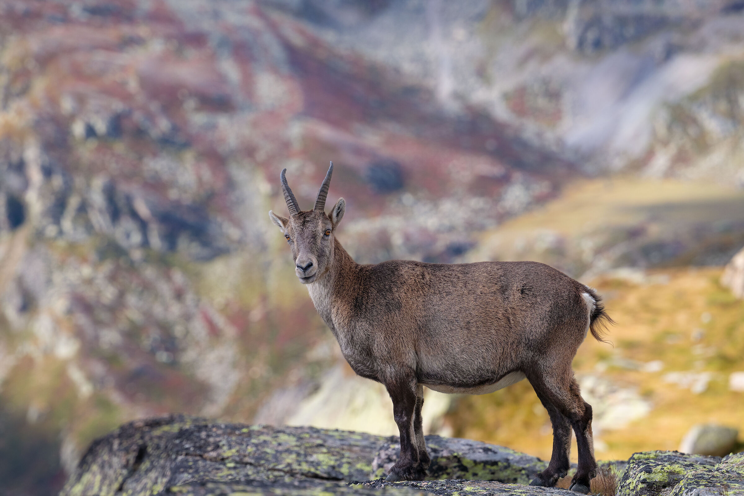 Stambecco - Parco Nazionale del Gran Paradiso