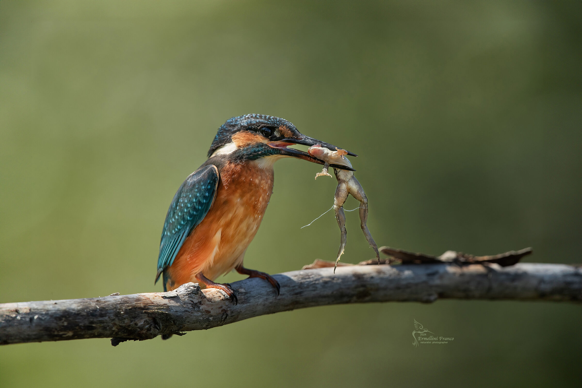 Kingfisher