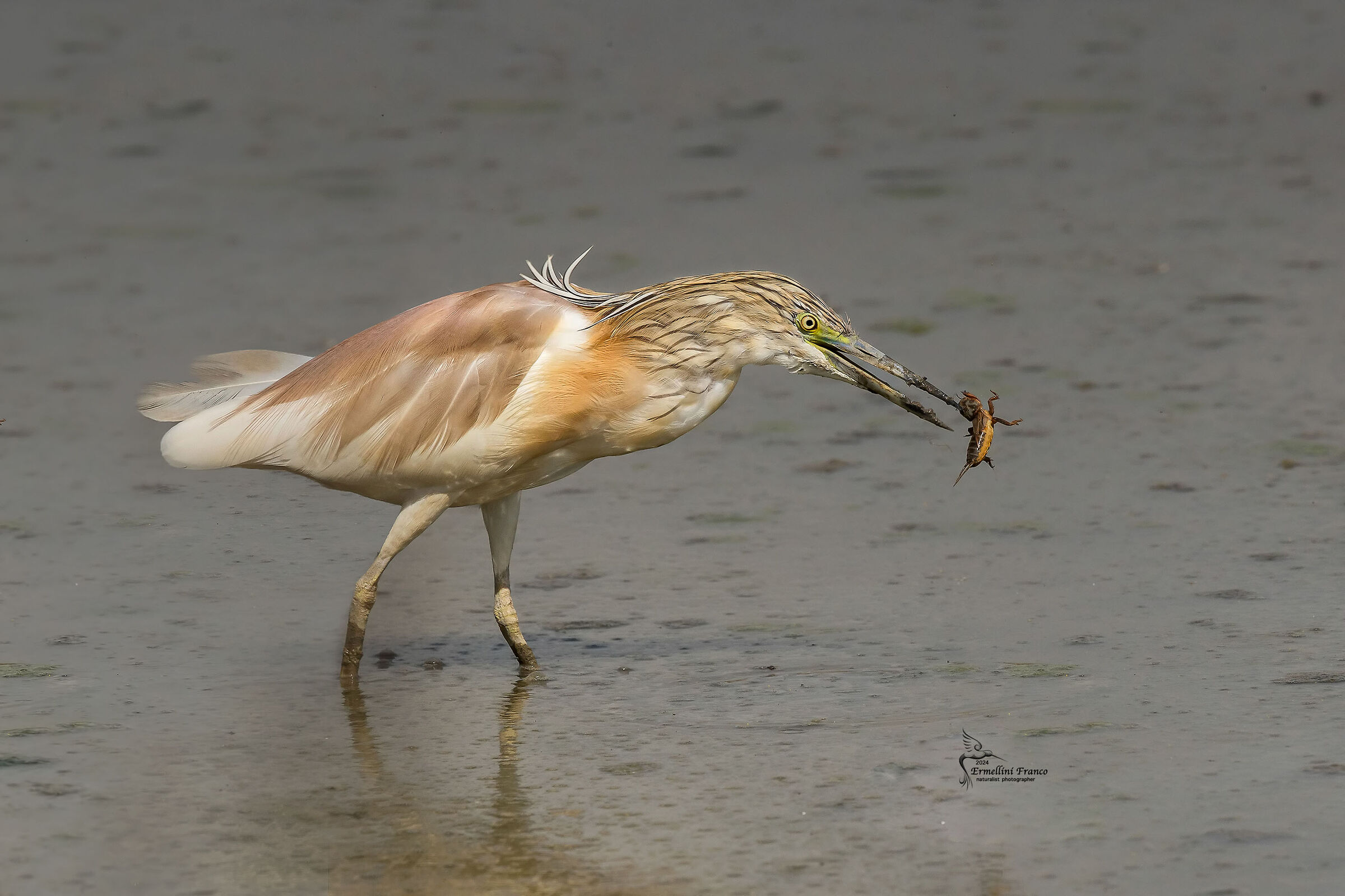 Squacco heron
