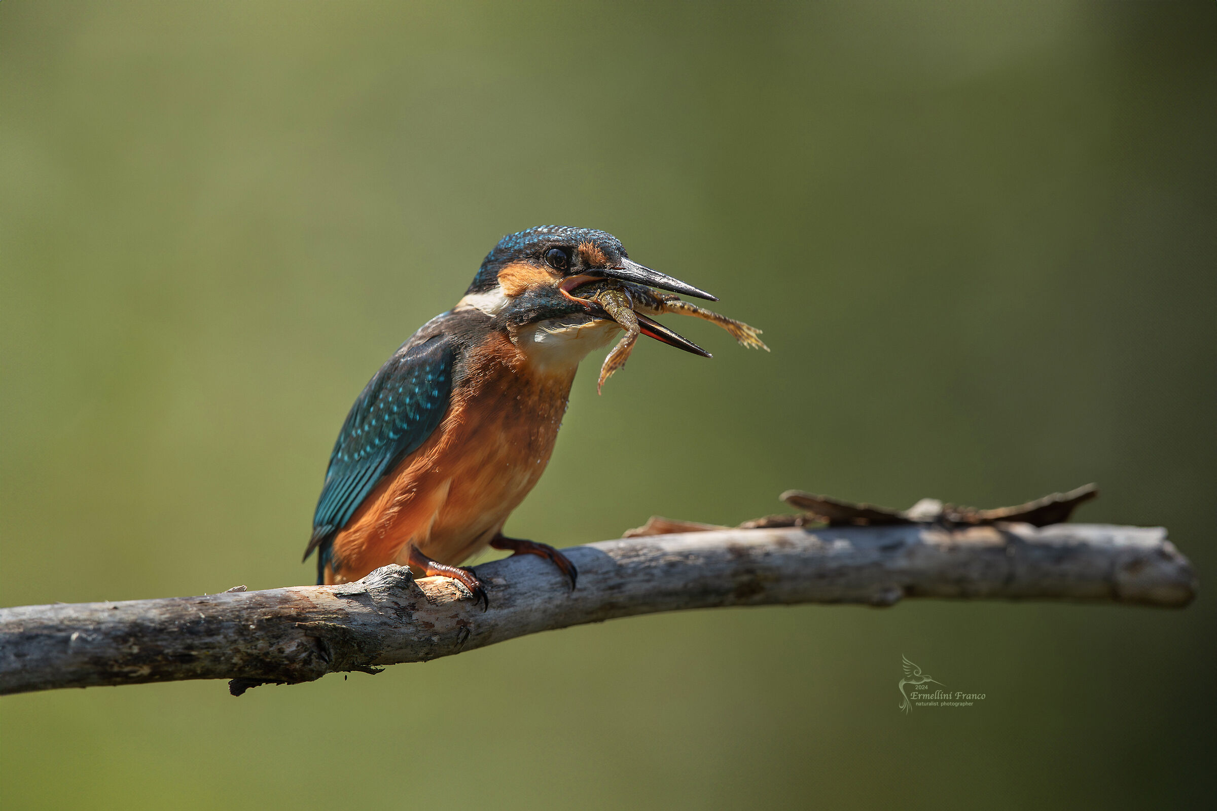 Kingfisher