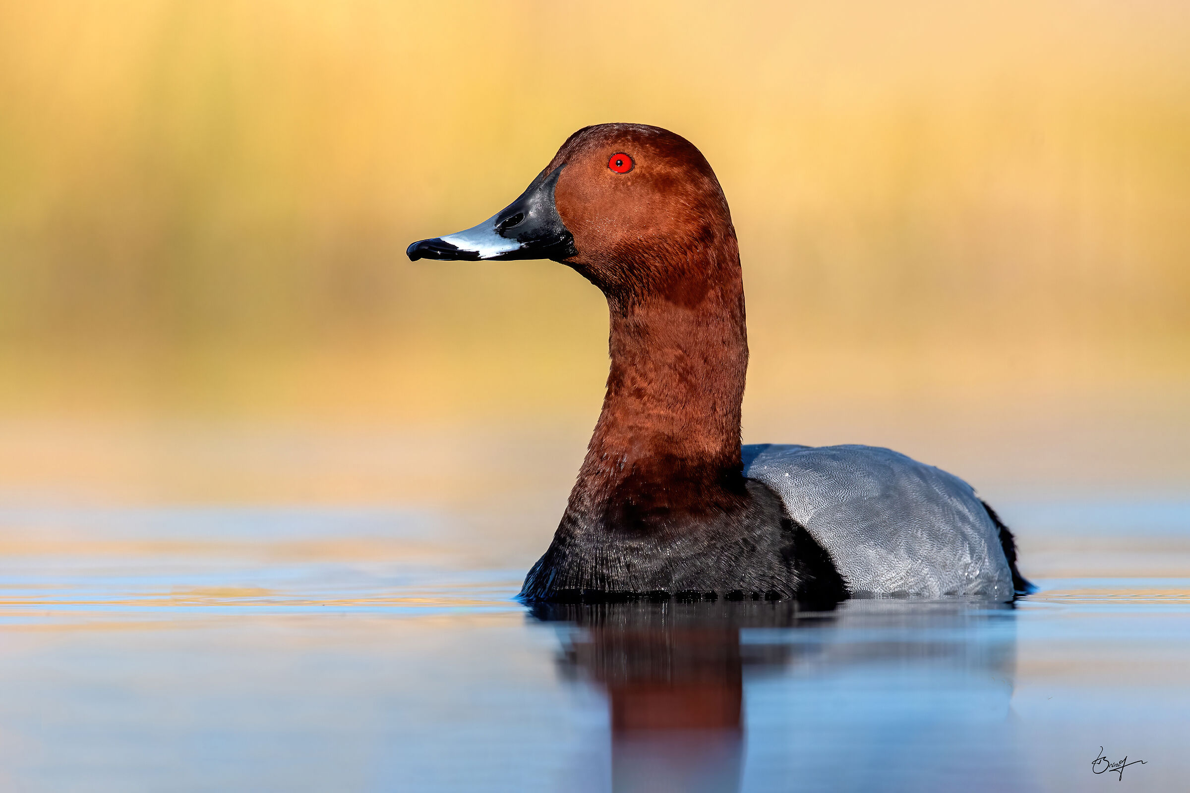 fawn head duck