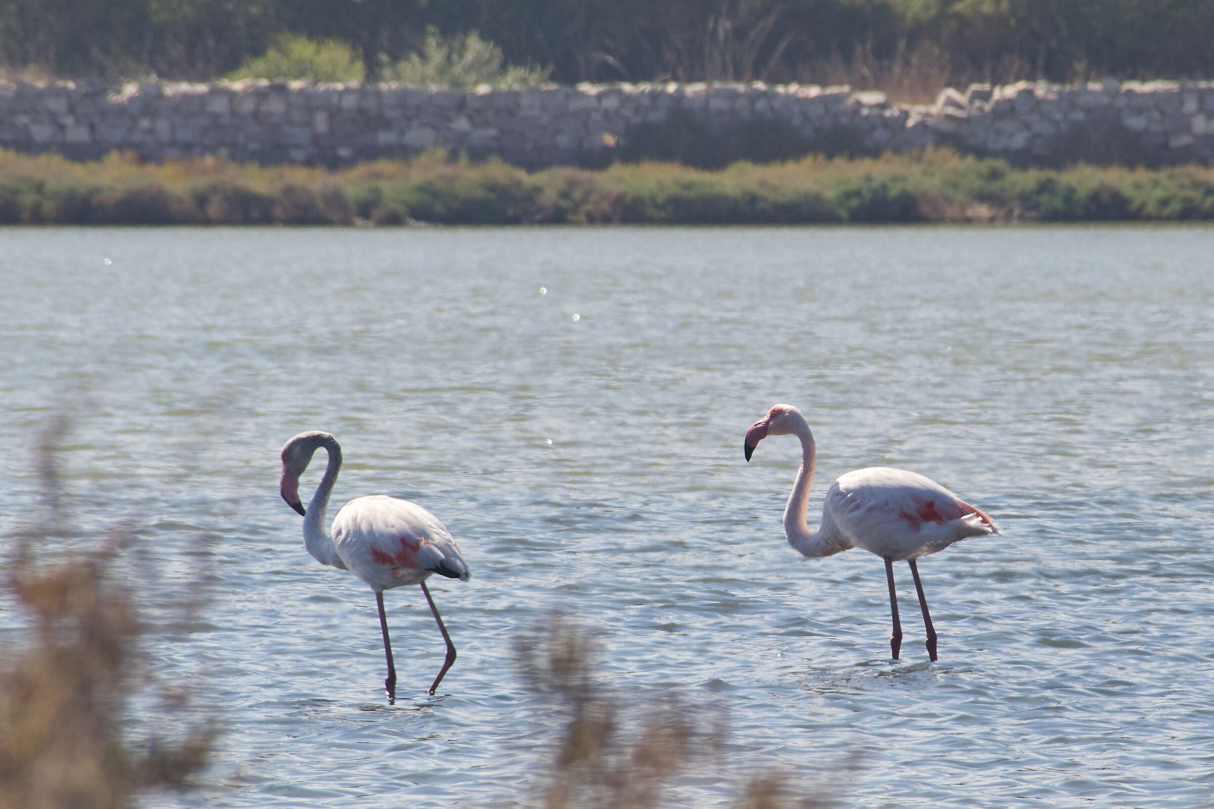 Flamingos!
