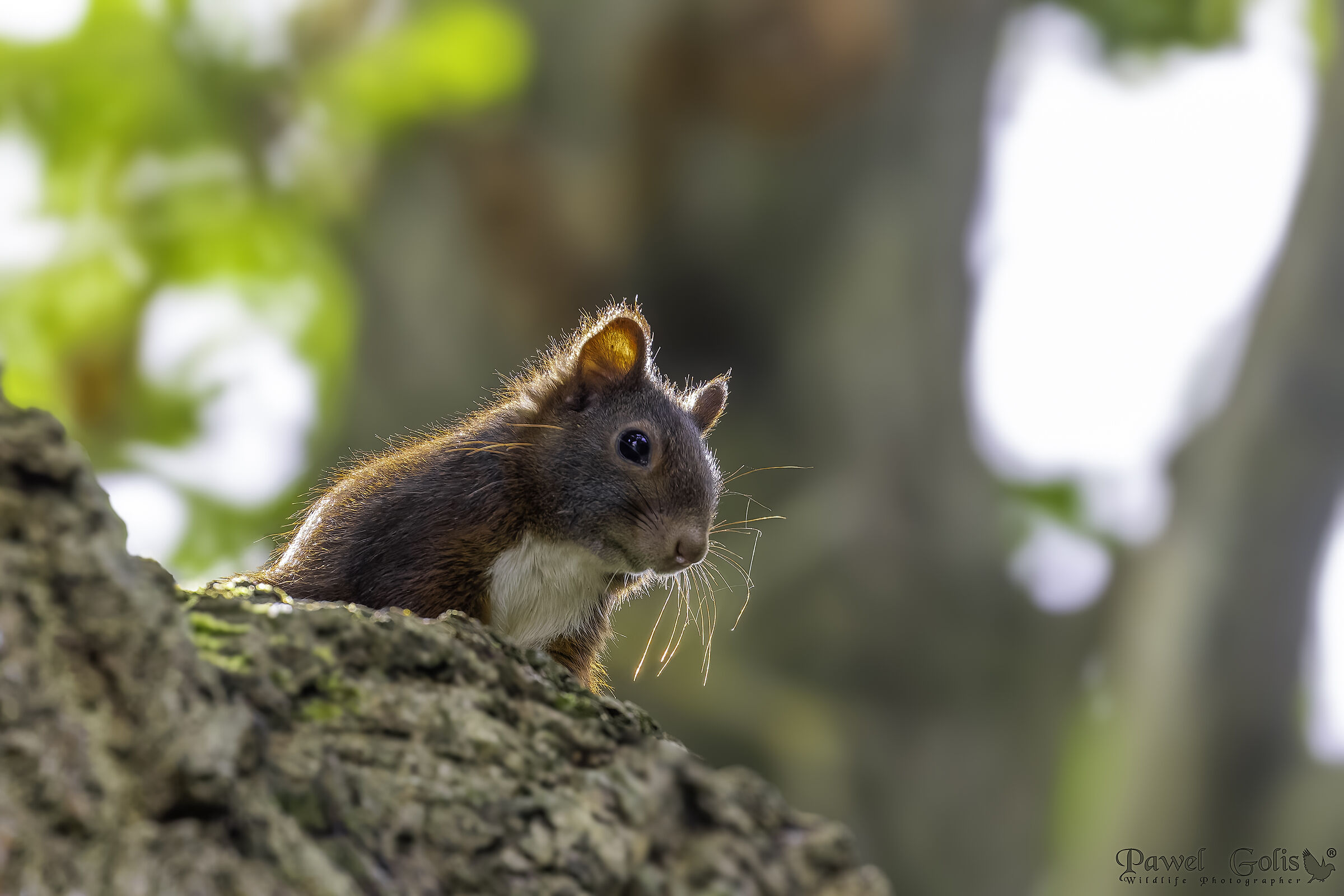 Scoiattolo rosso eurasiatico (Sciurus vulgaris)