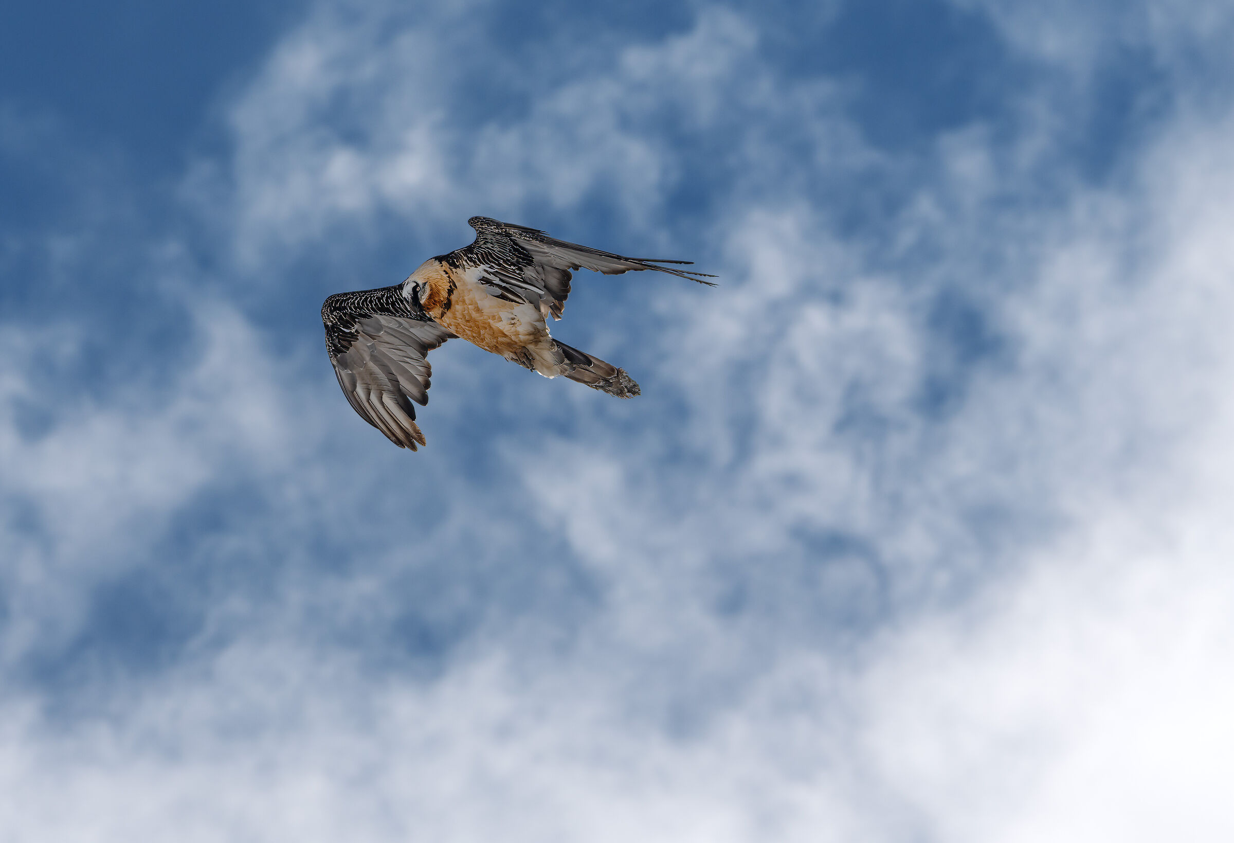 Bearded Vulture