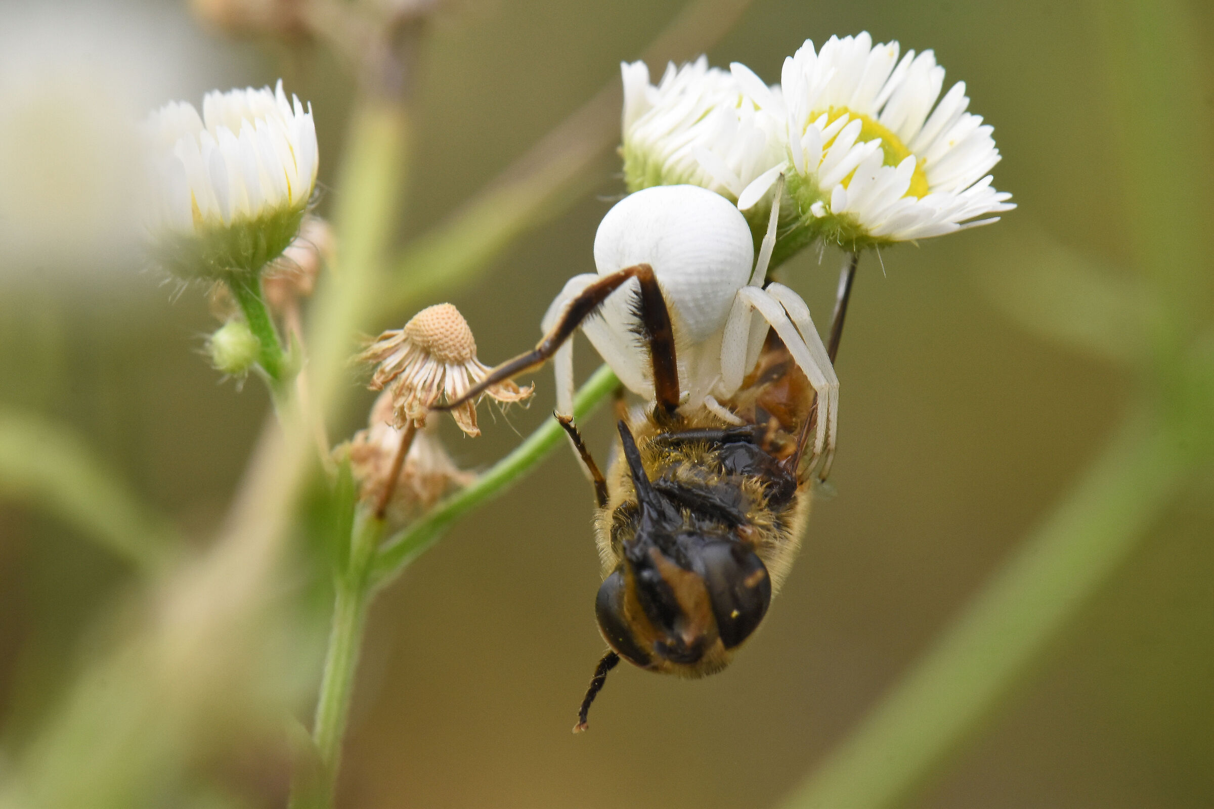 Ragno granchio con preda