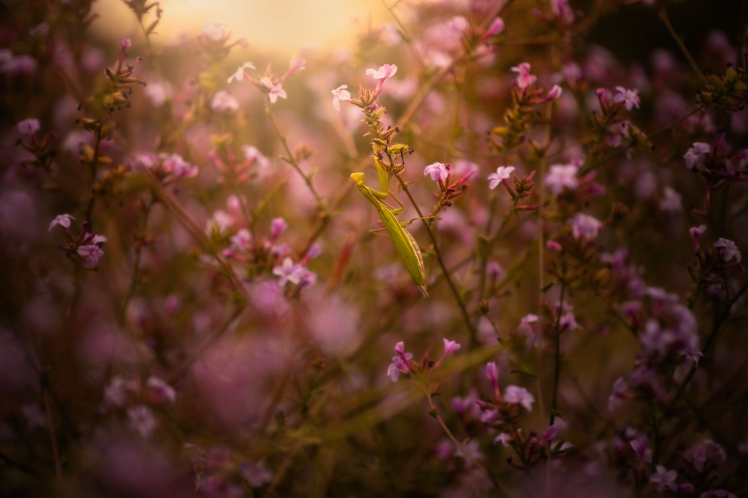 among the flowers