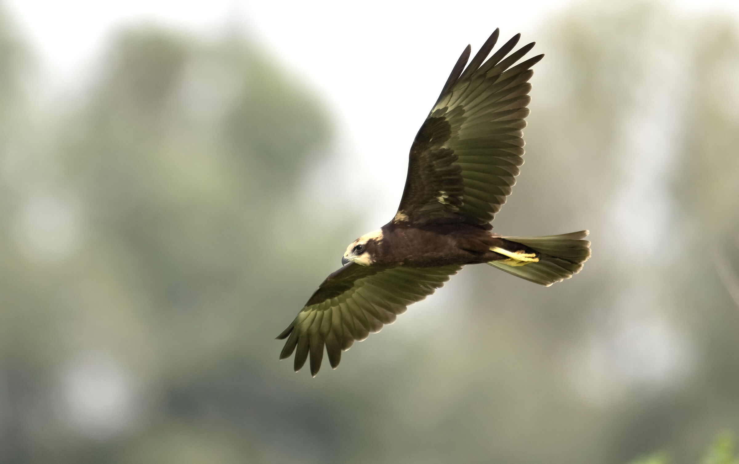 Falco di palude