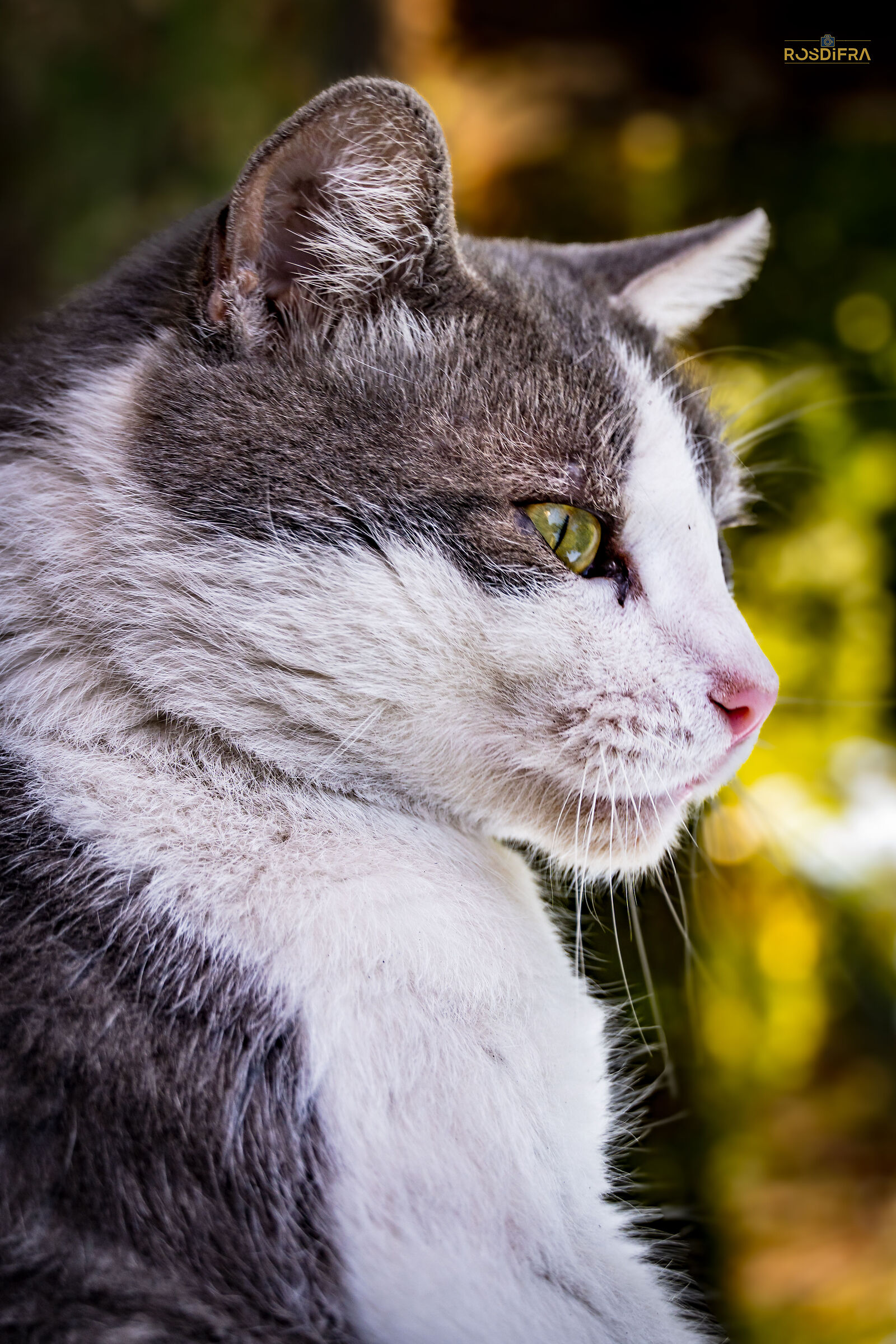 Profilo felino