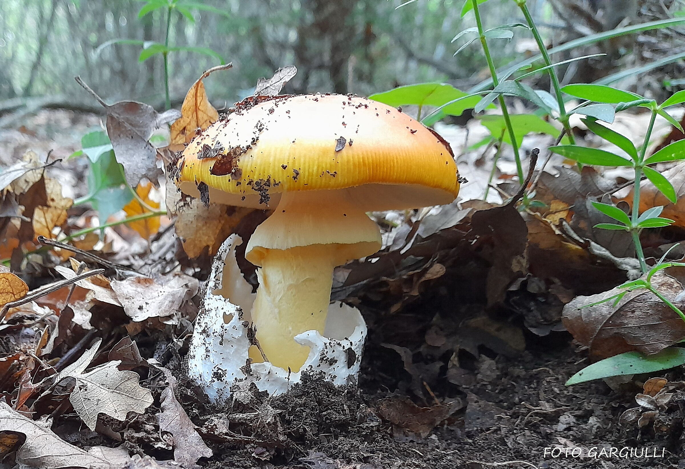 Amanita caesarea (good ovolo)