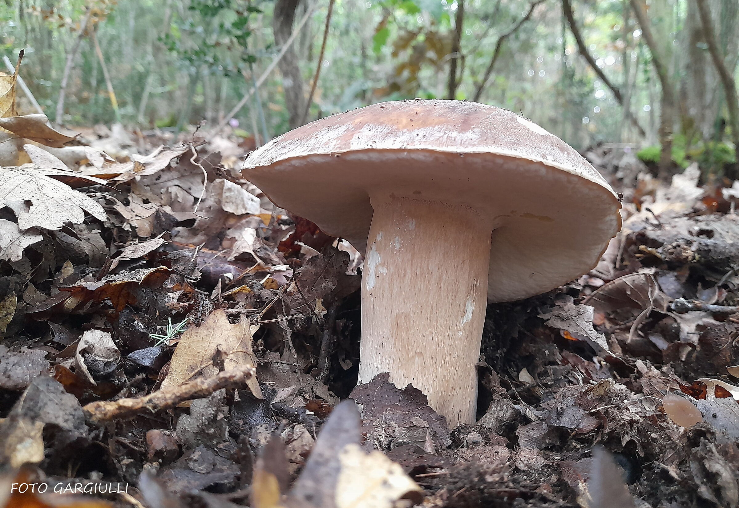 Boletus edulis (Good Porcini Mushrooms)