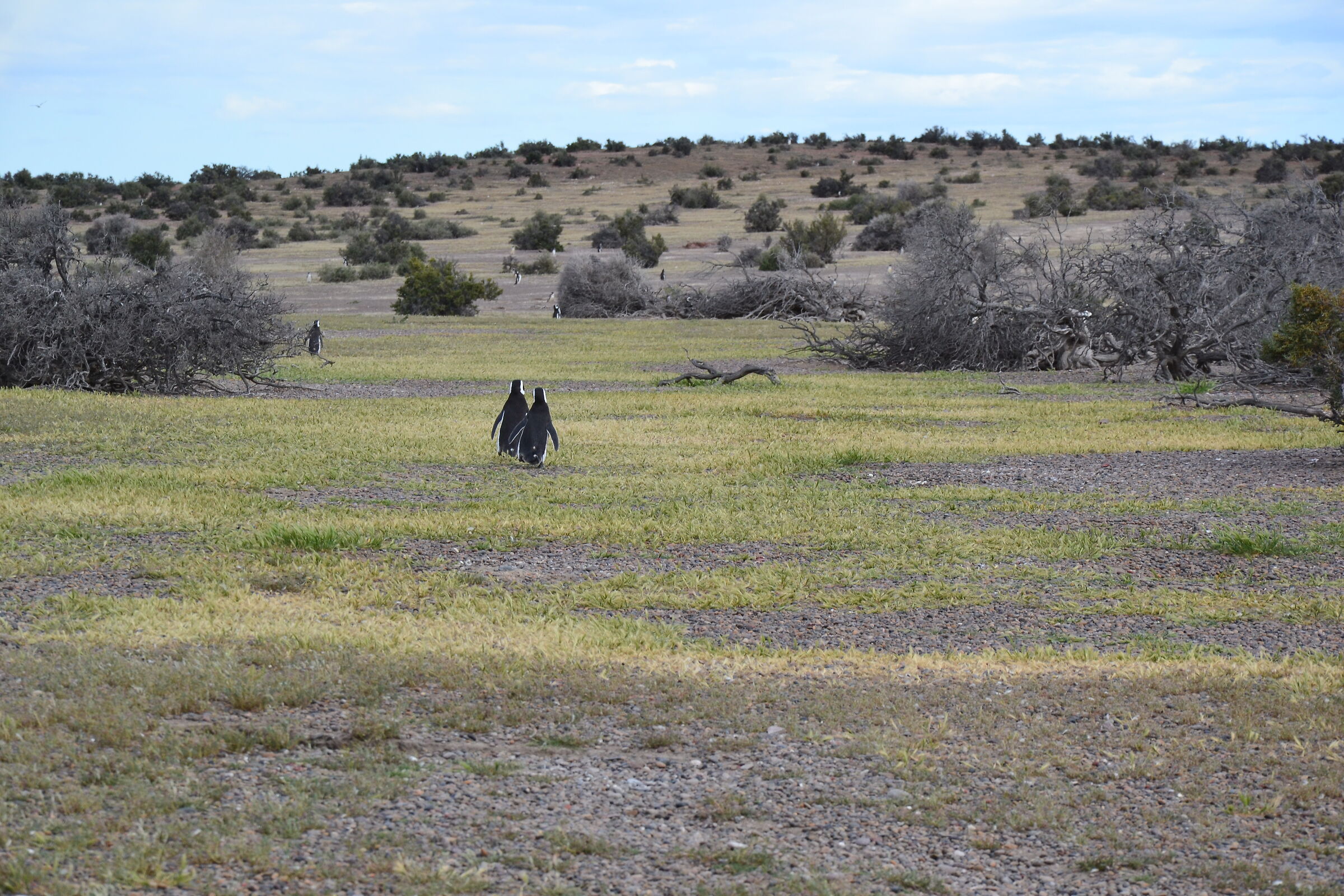 Come on... back home, Patagonia