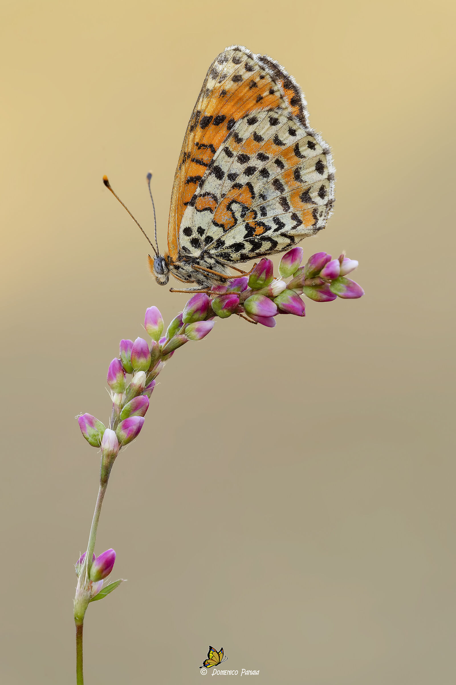 Melitaea dydima