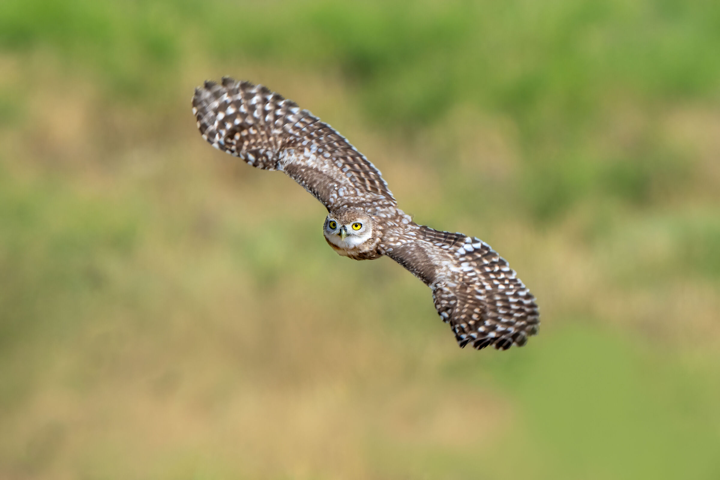 Flying little owl