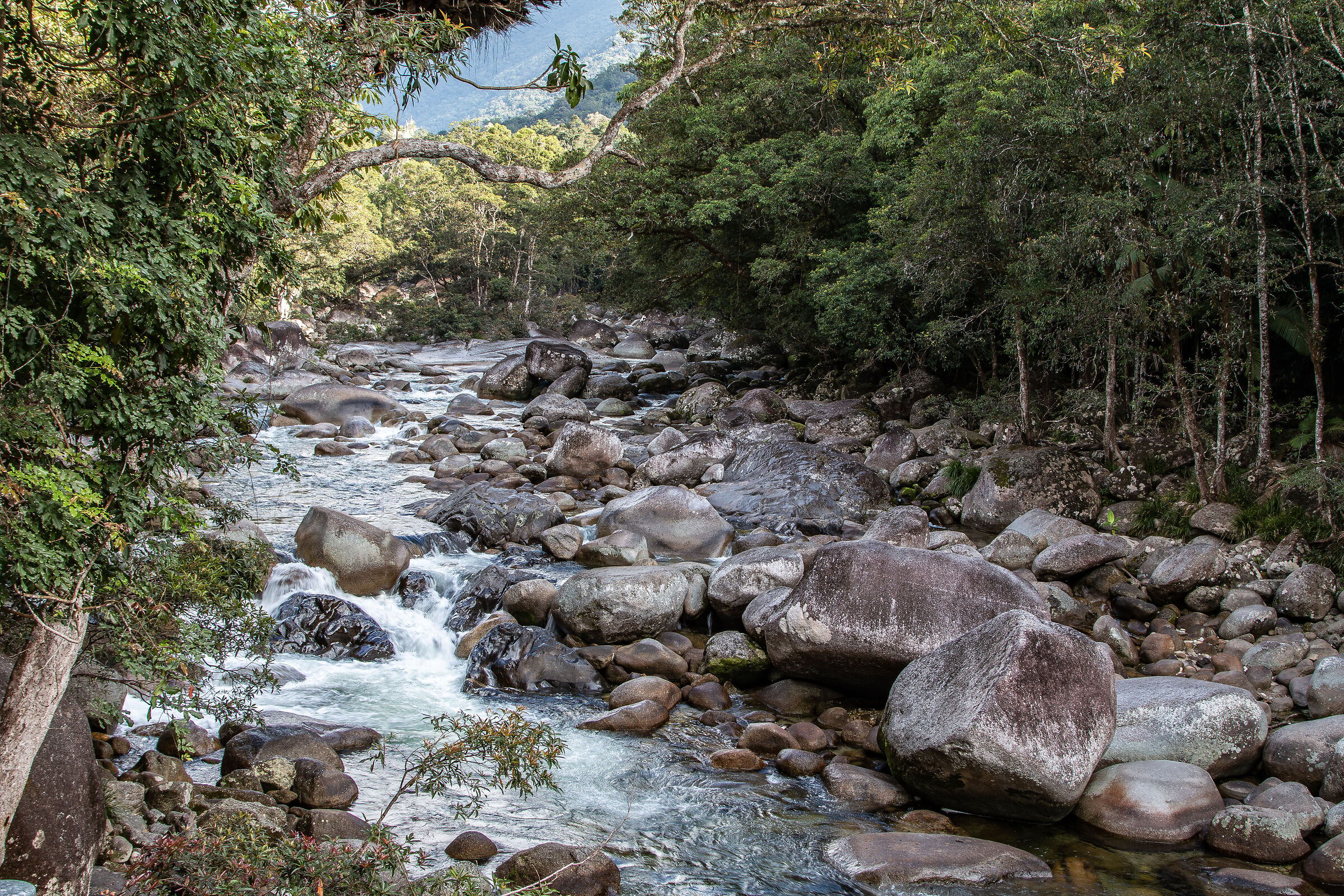 Daintree forest