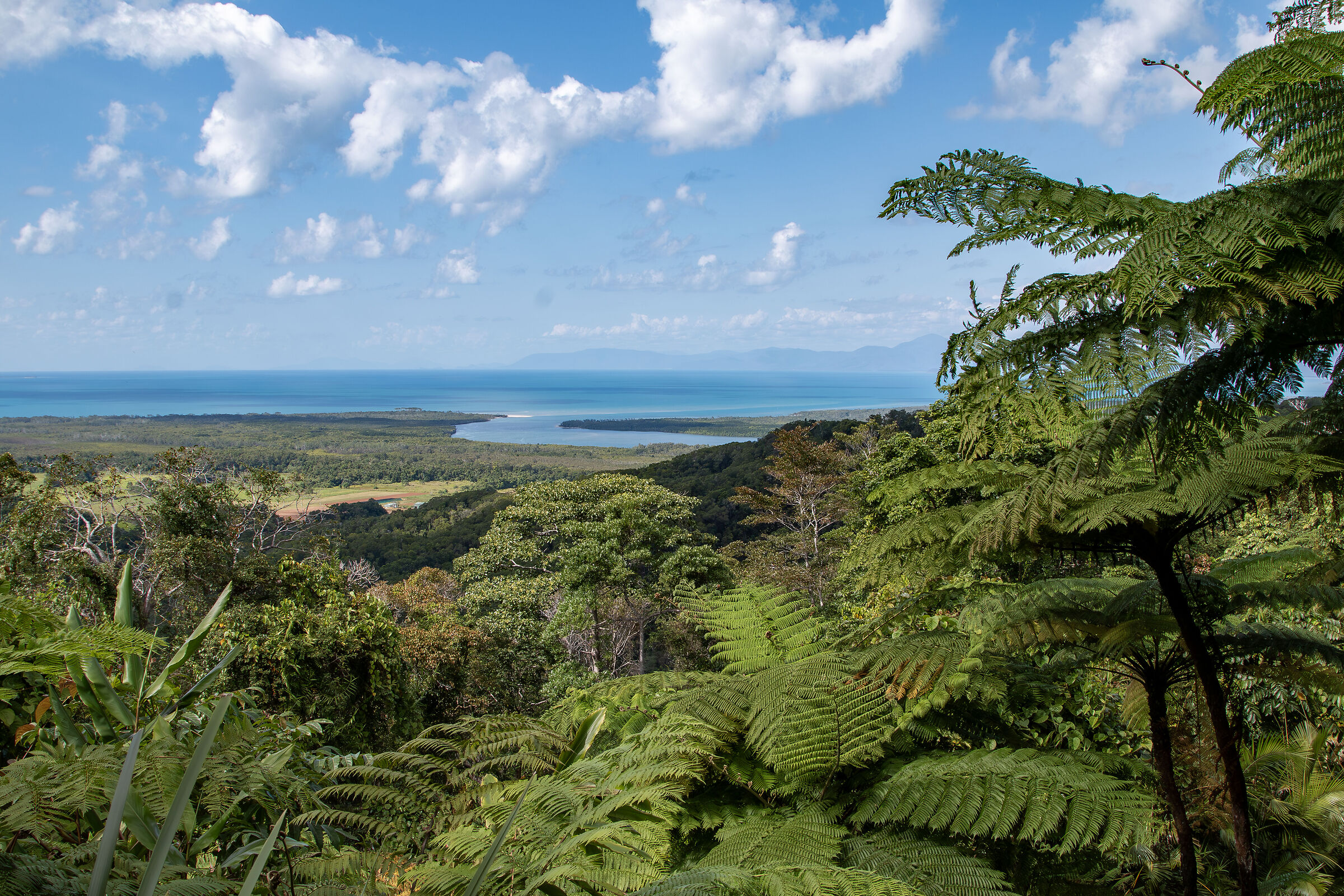 L'oceano dalla foresta