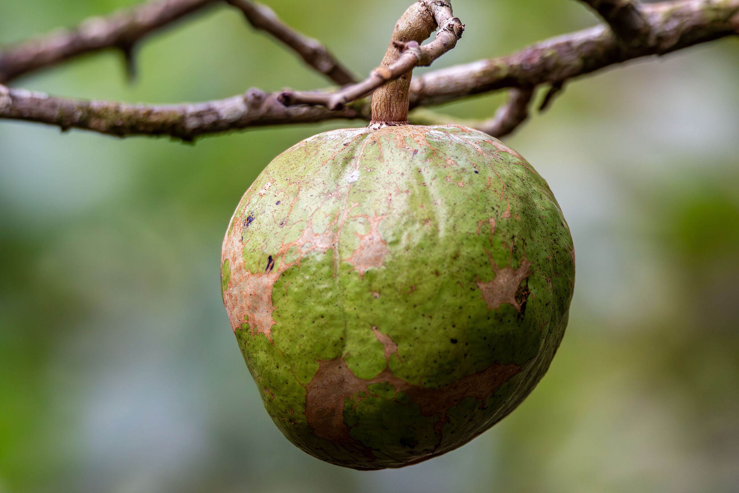 Guava (Psidium guajava)