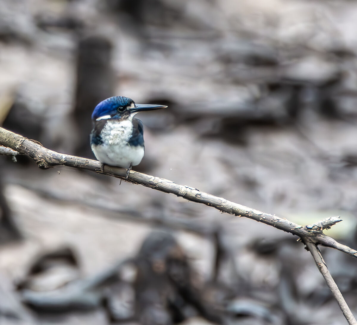 Martin pescatore minore (Alcedo pusilla)