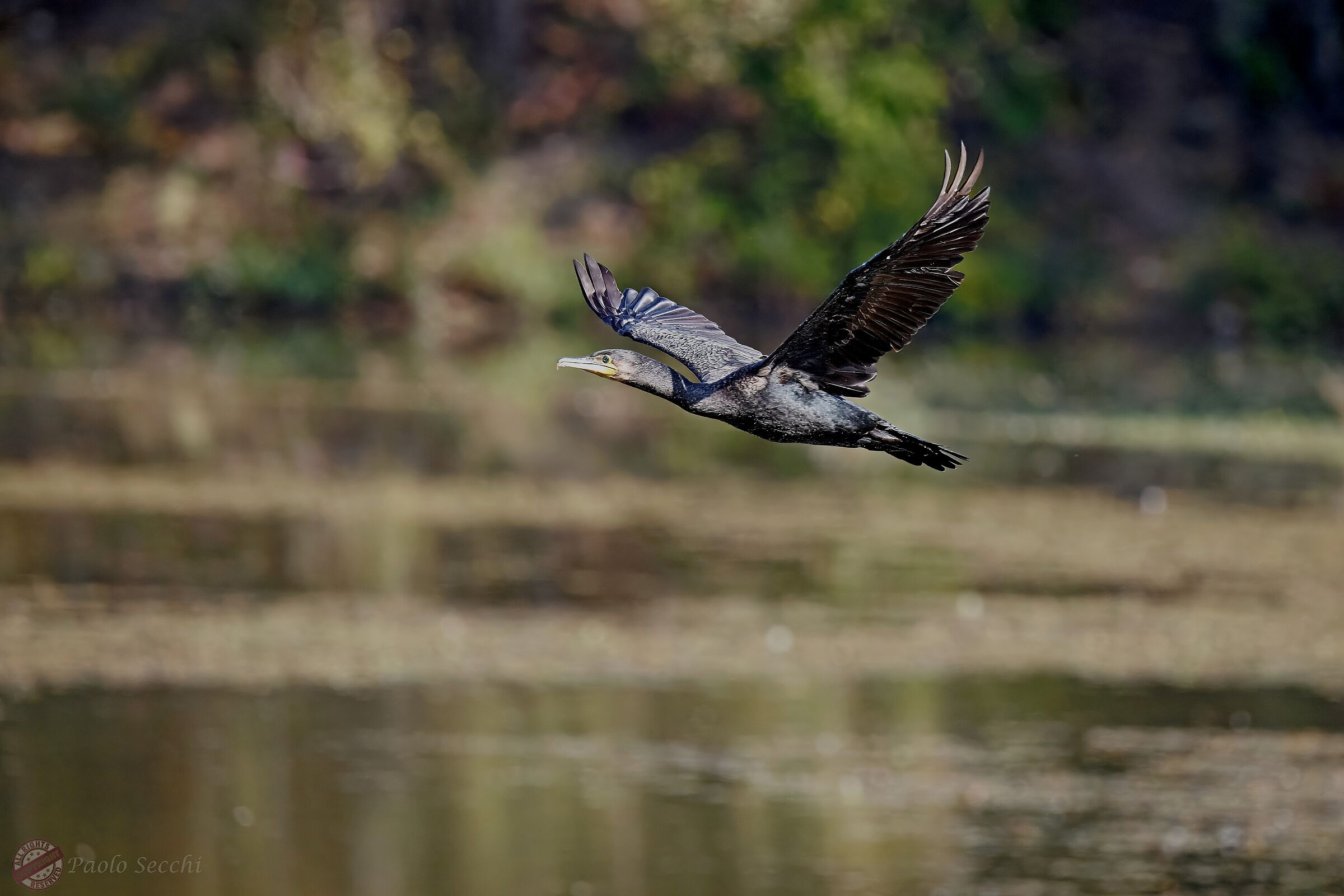 Flying cormorant
