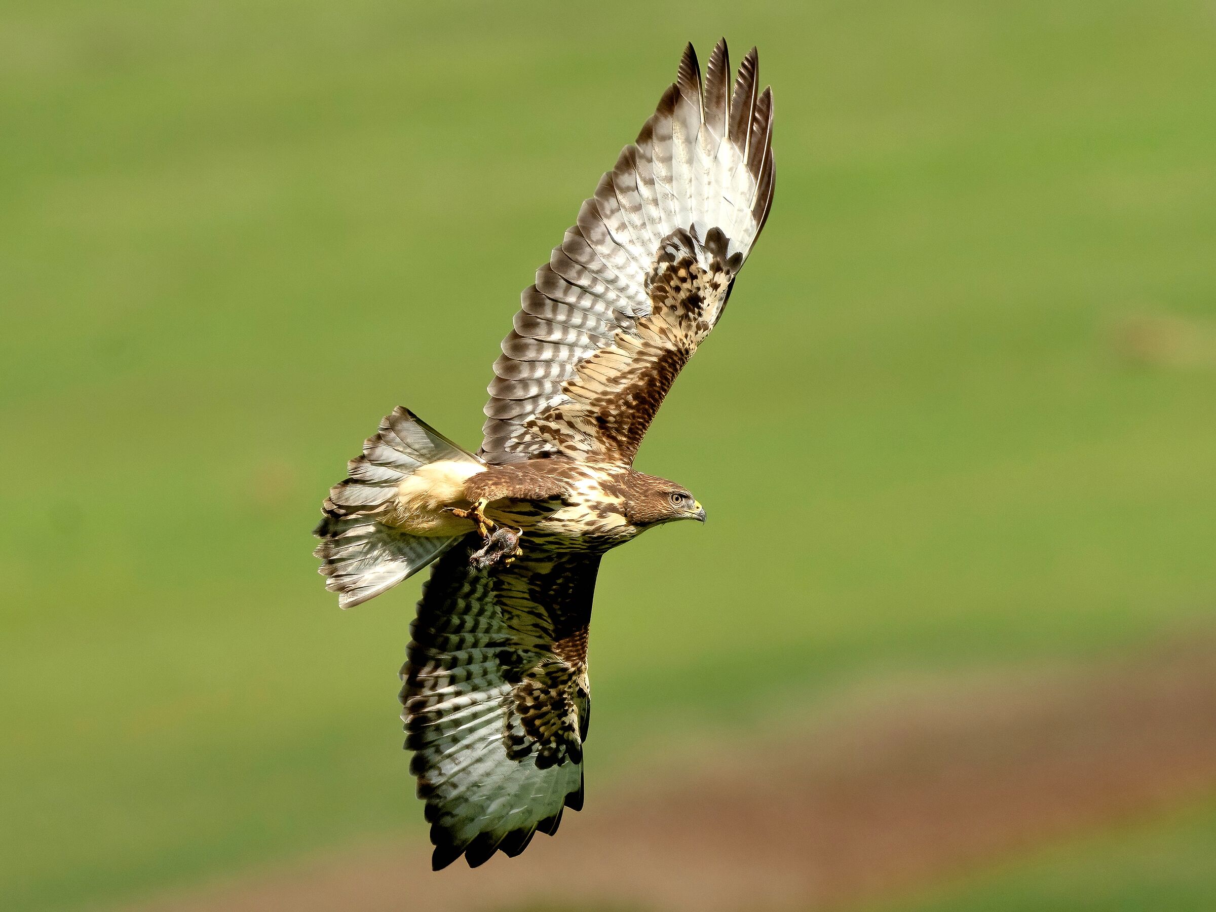 Buzzard with mouse in its claws