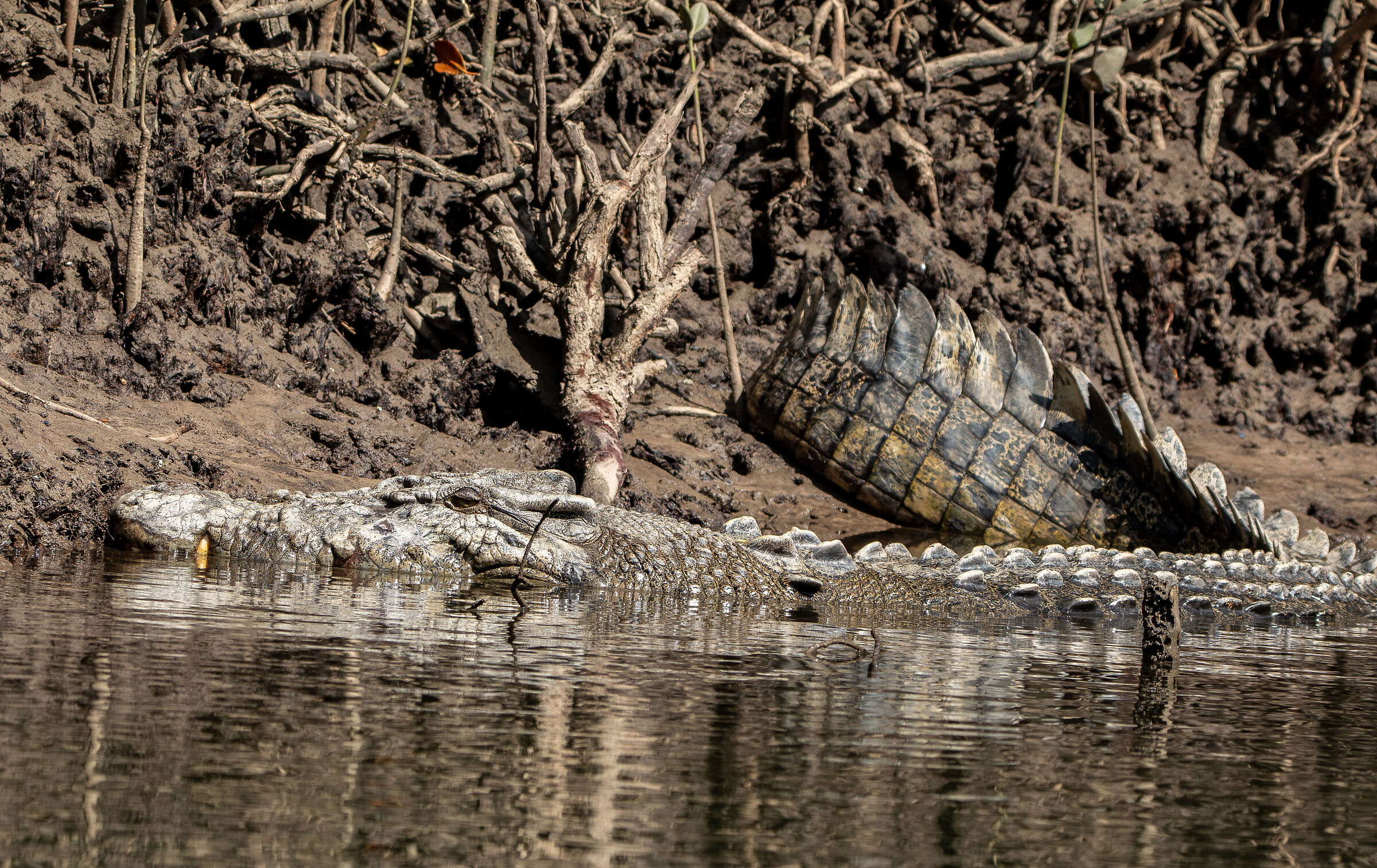 Coccodrillo osservatore
