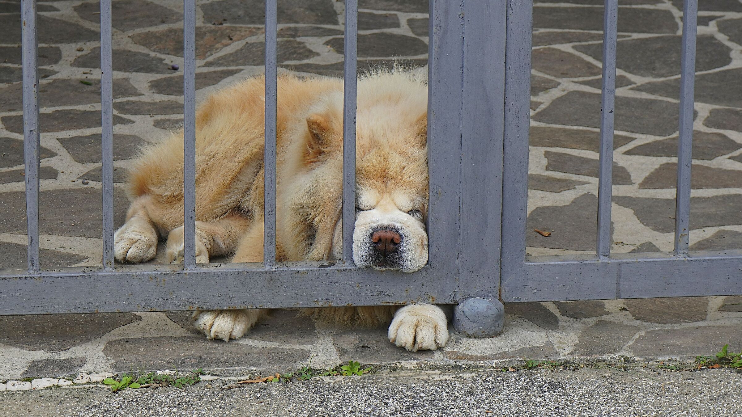 non svegliate il can che dorme!