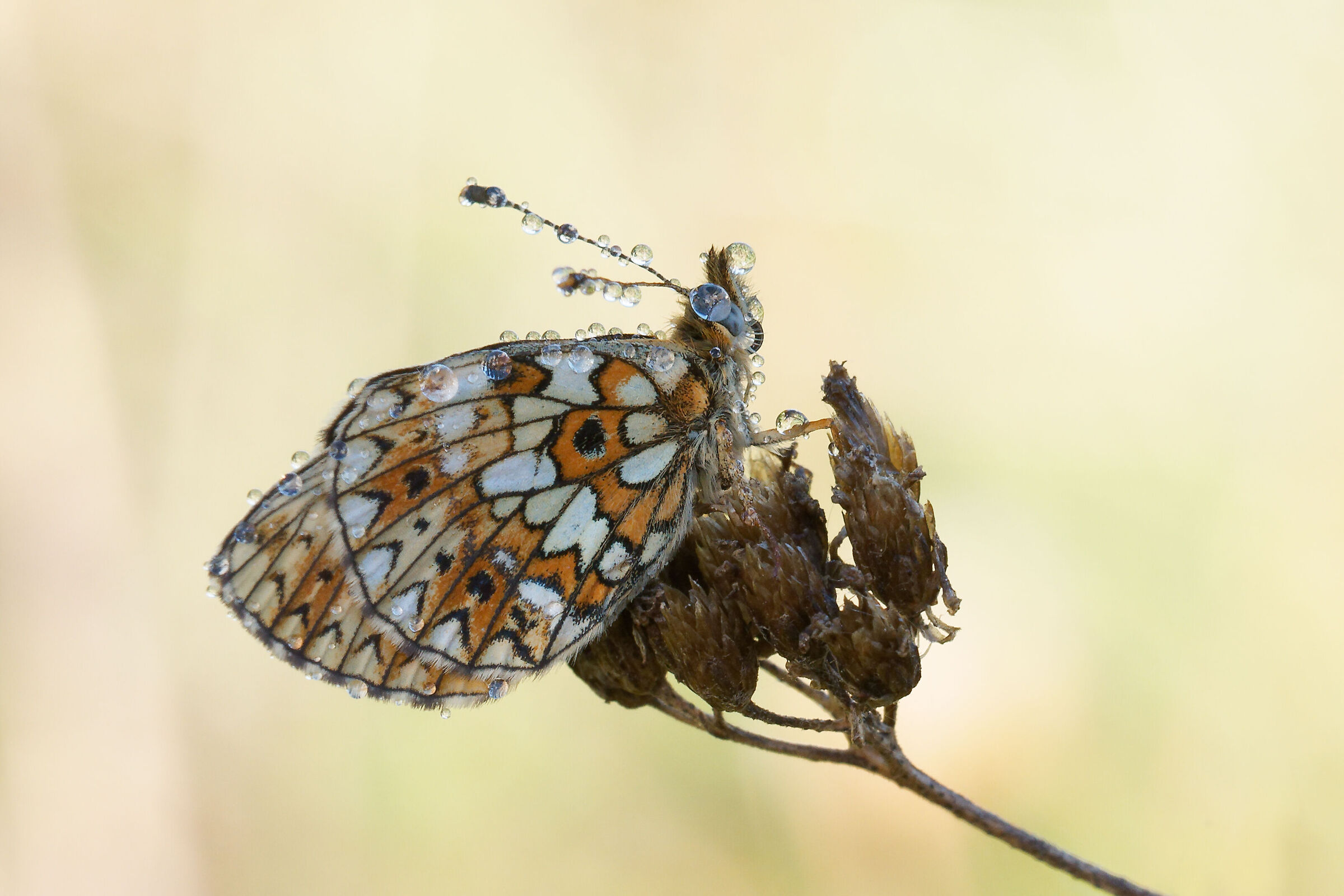 Boloria Selene