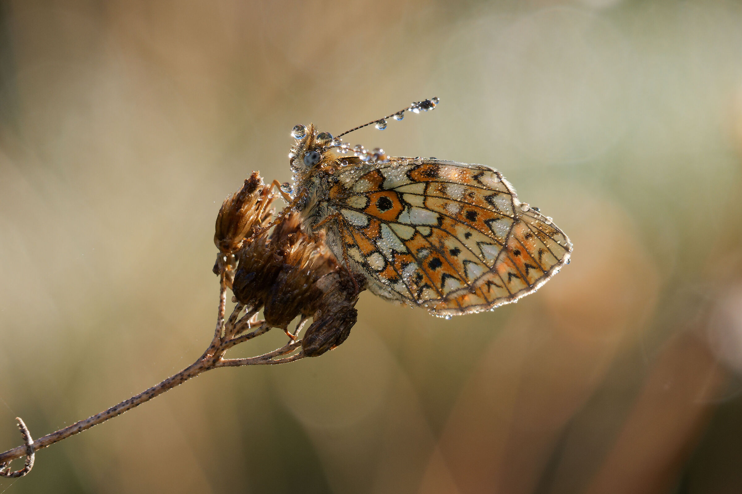 boloria selene backlight
