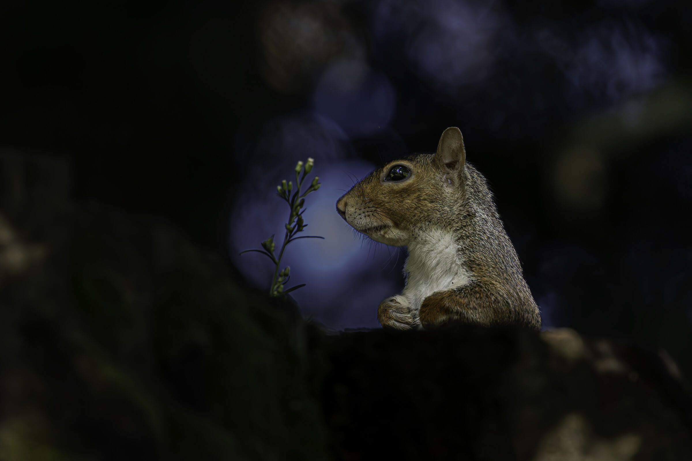 SQUIRREL