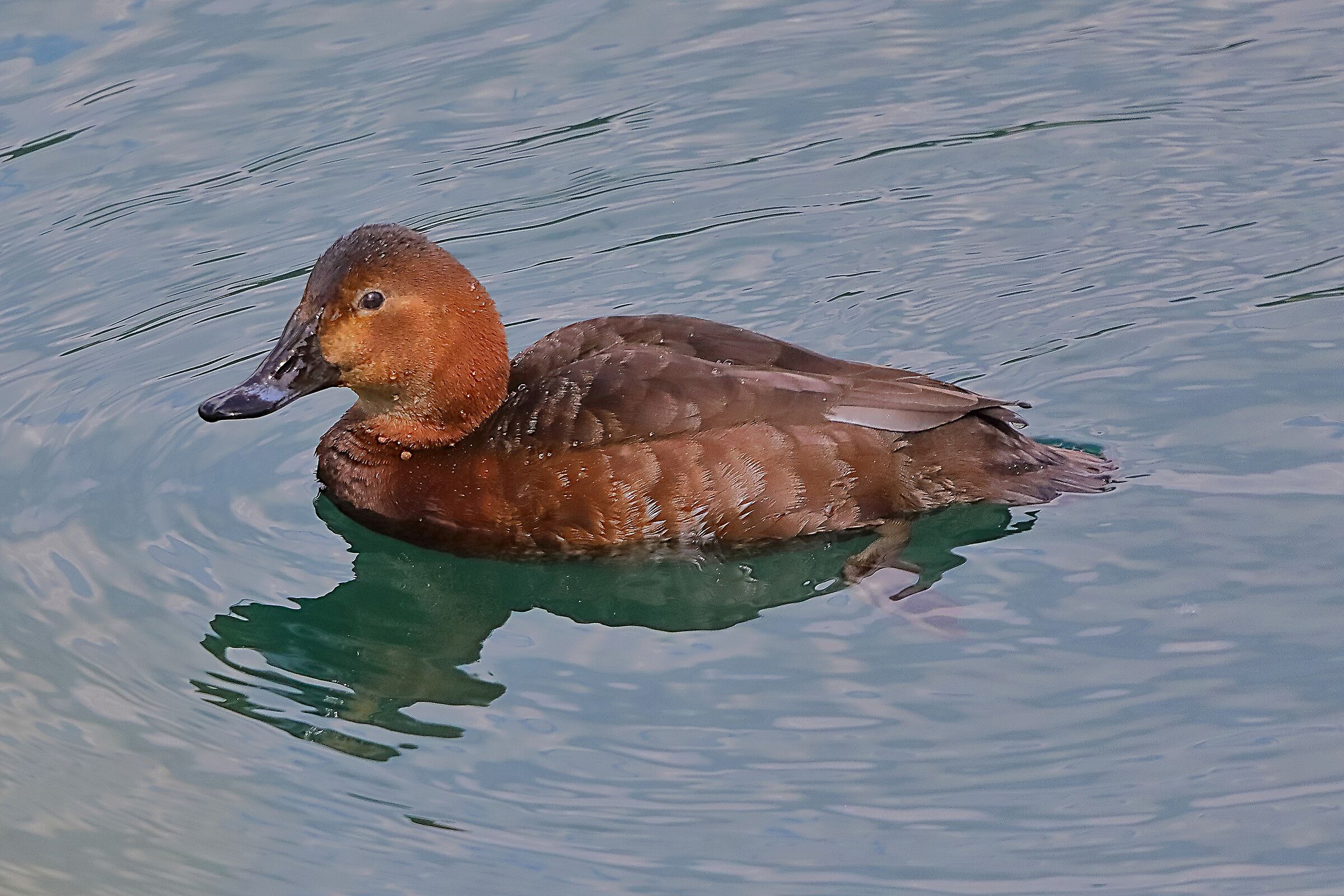 Moriglione F 24 aprile 2024 - 0076