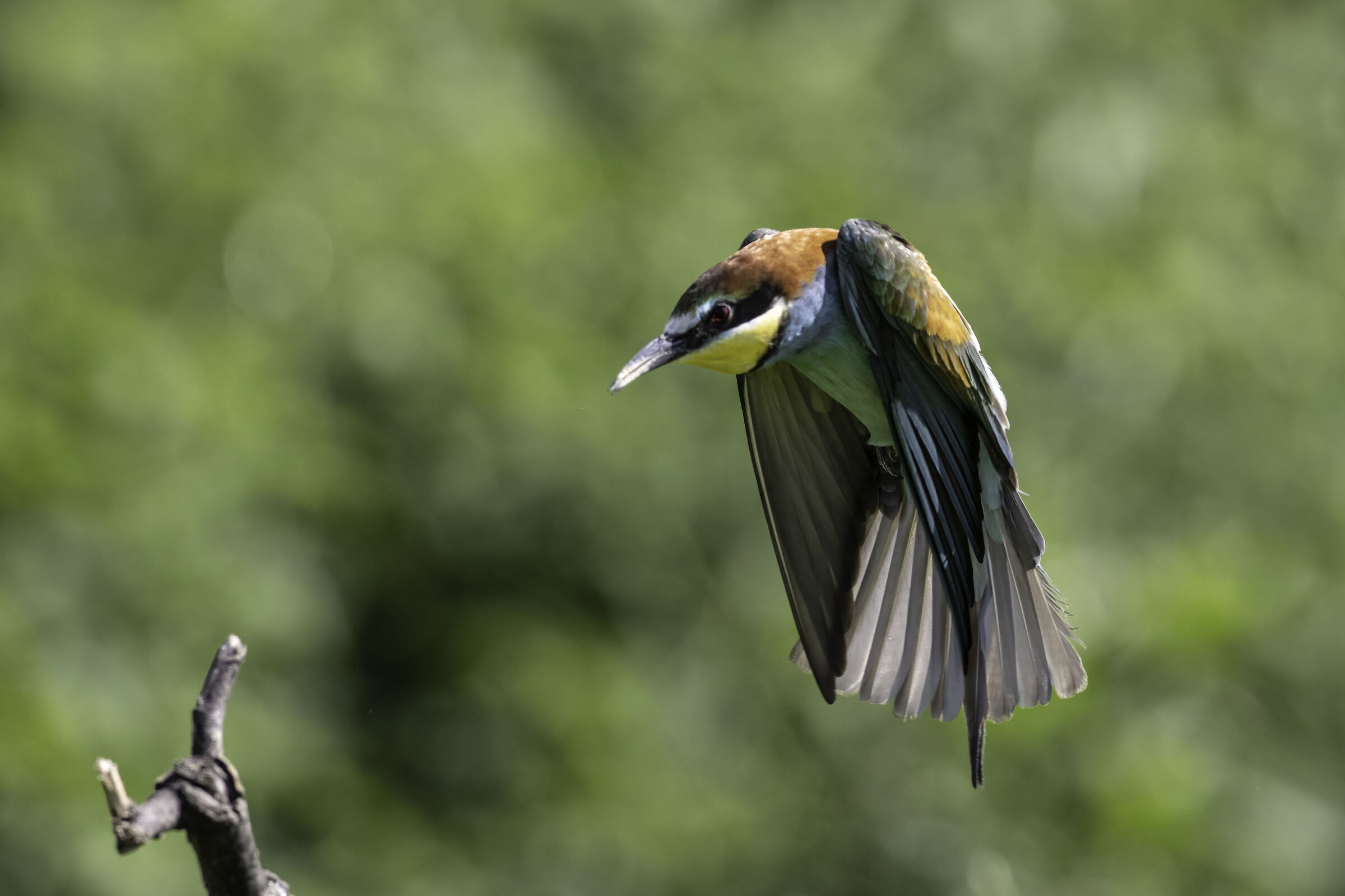 Bee-eater