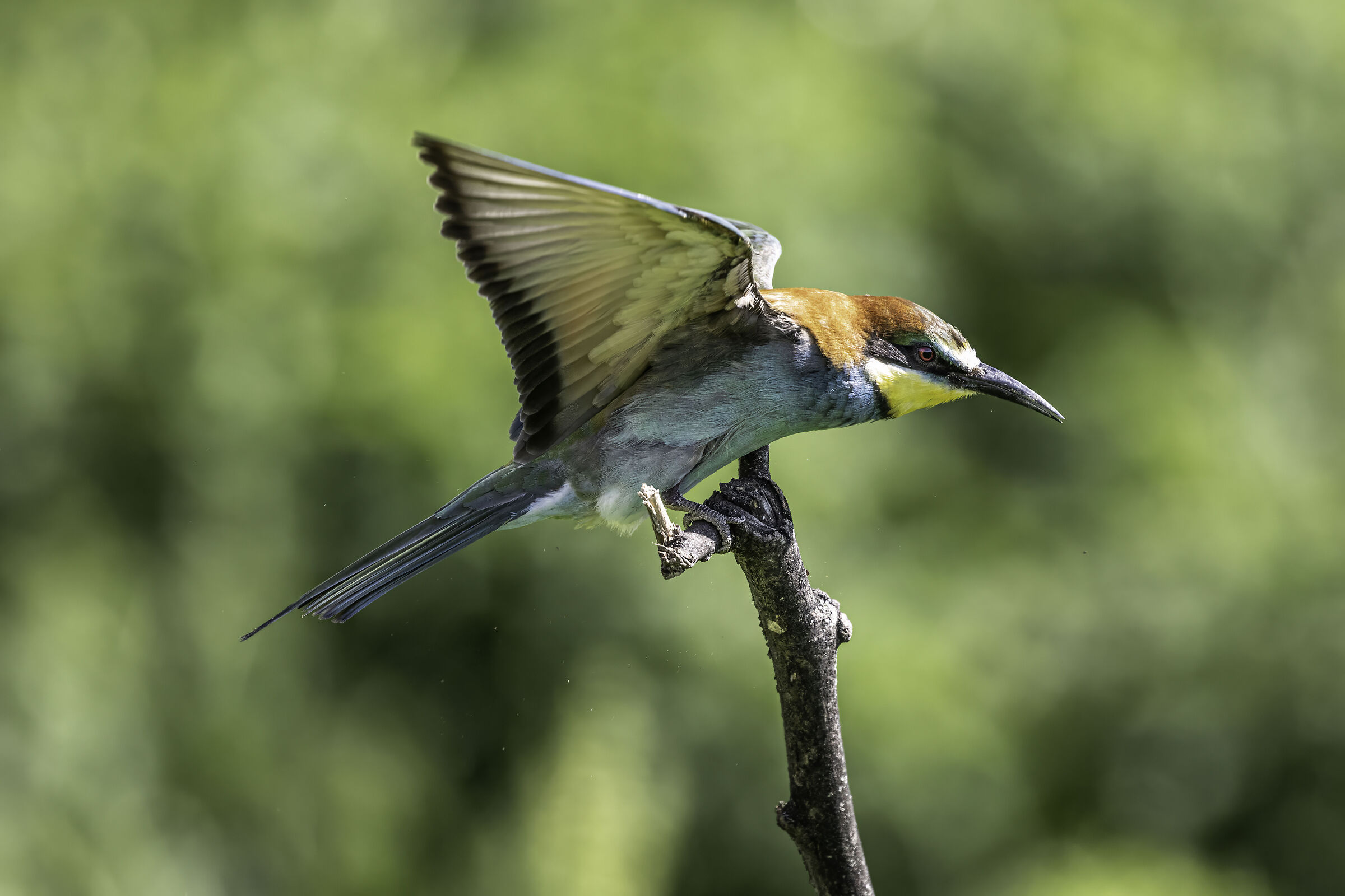 Bee-eater