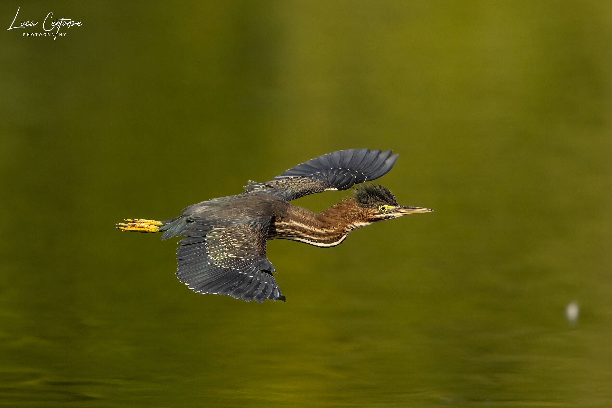 Green Heron (Butorides virescens) in flight