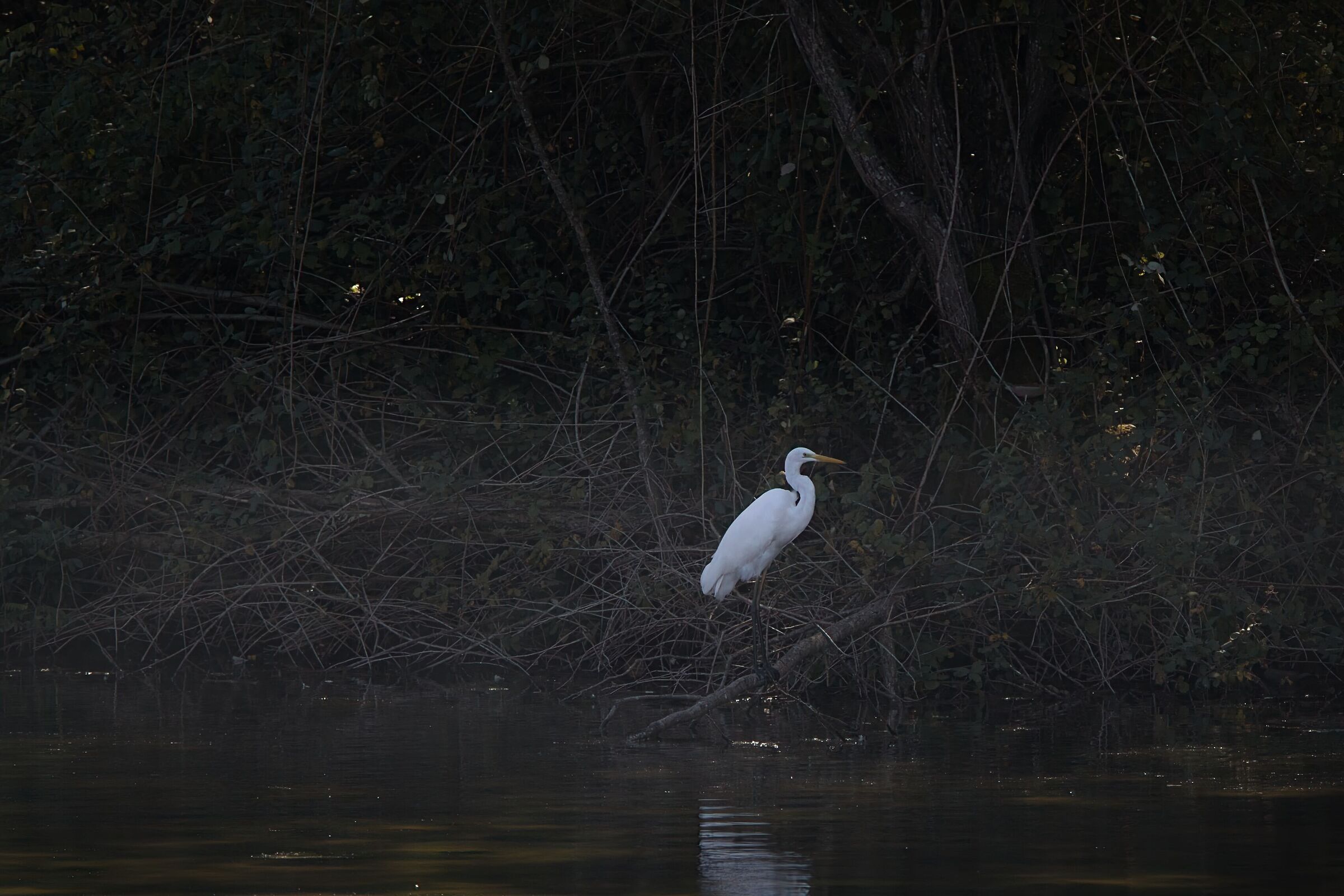 White Heron