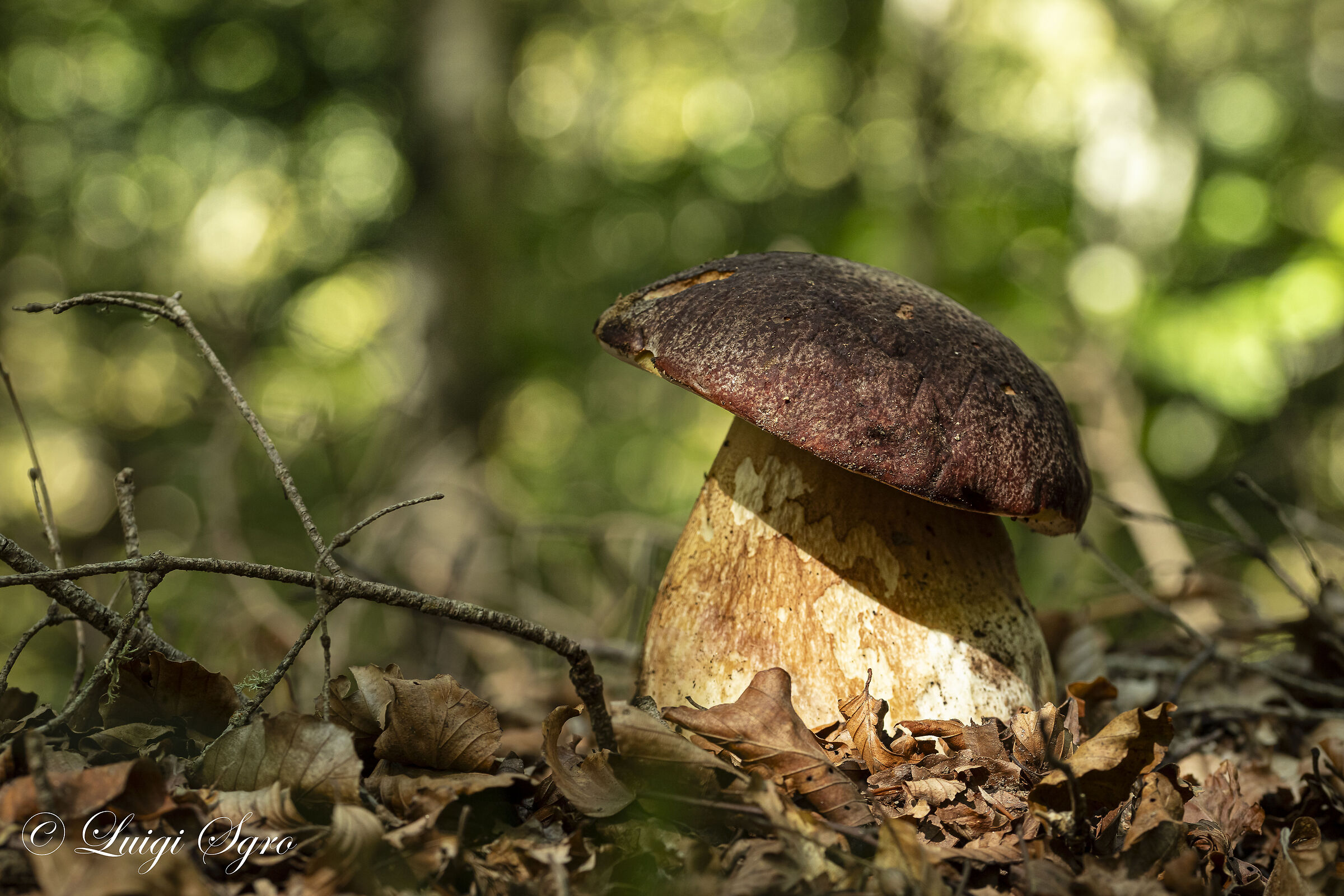 Boletus pinophilus