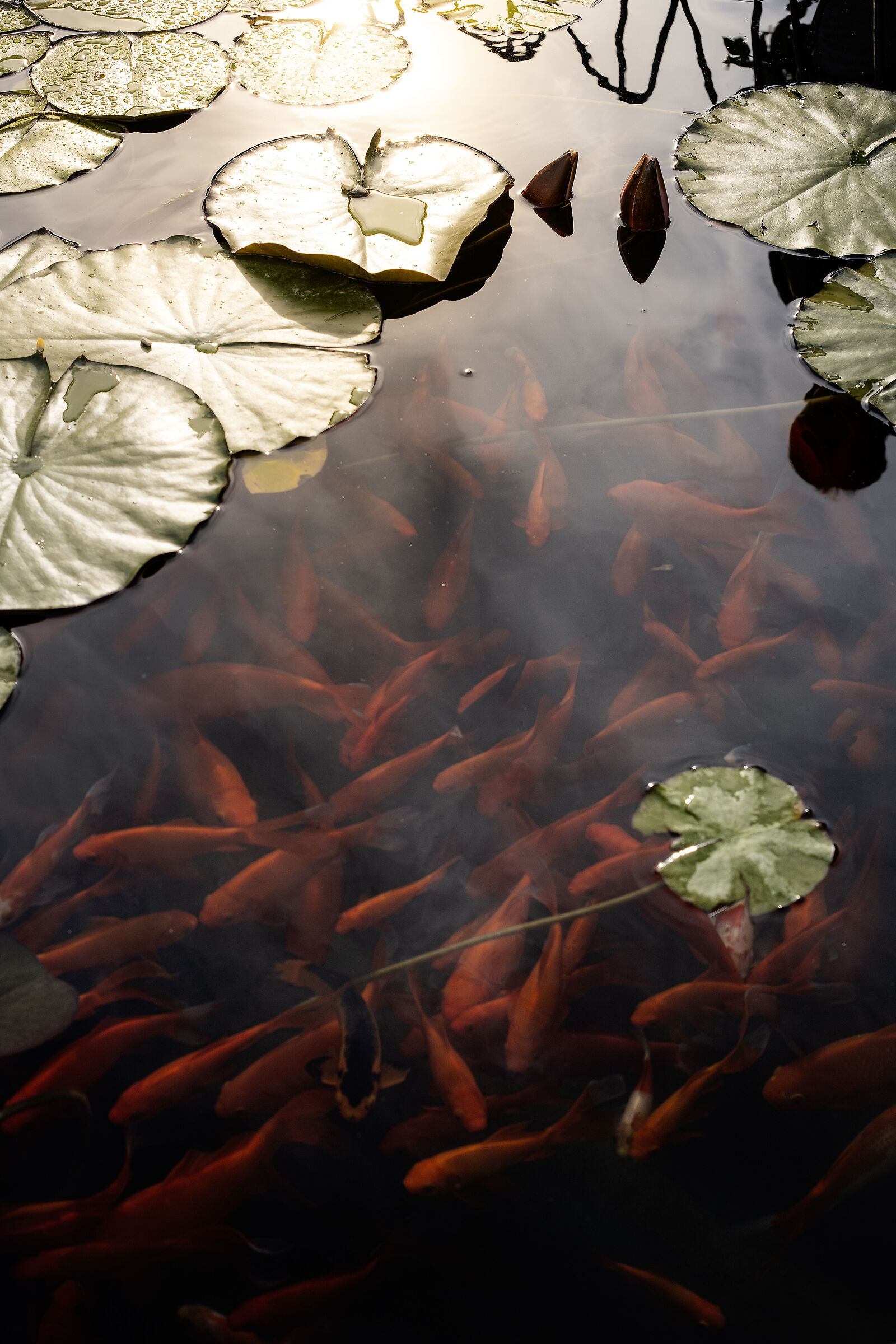 Finché nuota sott'acqua qualunque pesce pu&ograve...