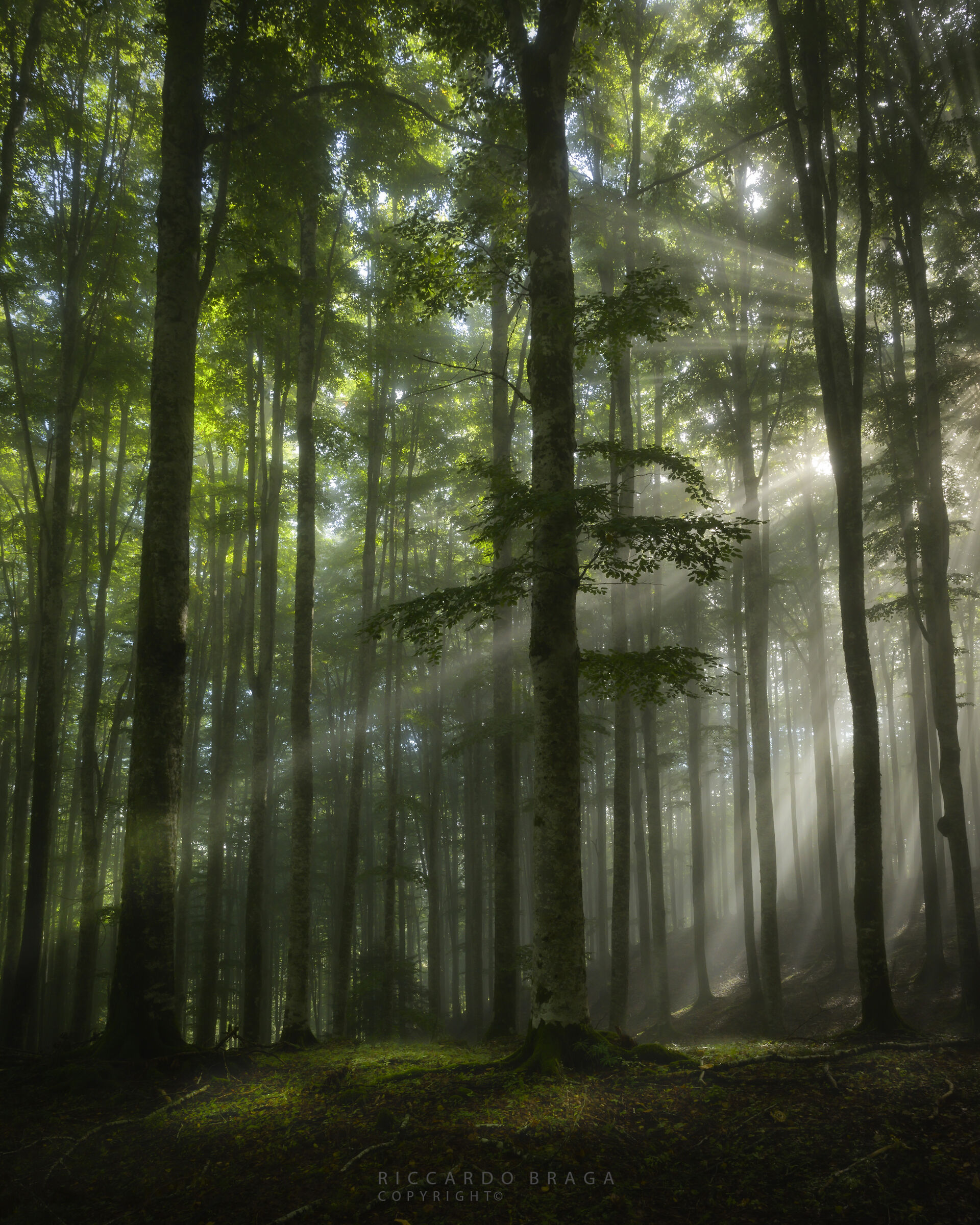 Raggi nel bosco